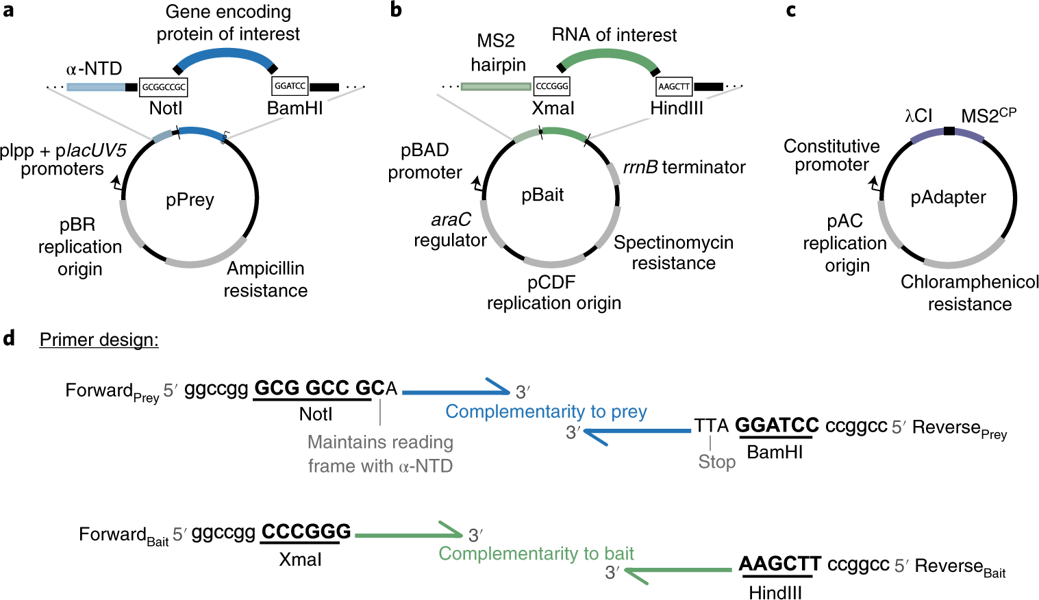 Fig. 2: Plasmid maps of vectors used in B3H experiments highlighting key restriction sites used for cloning, promoters driving the expression of hybrid components and antibiotic resistance conferred by each plasmid.