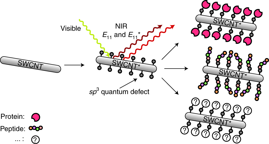 Fig. 1: Modular chemistry with quantum defects on SWCNTs.