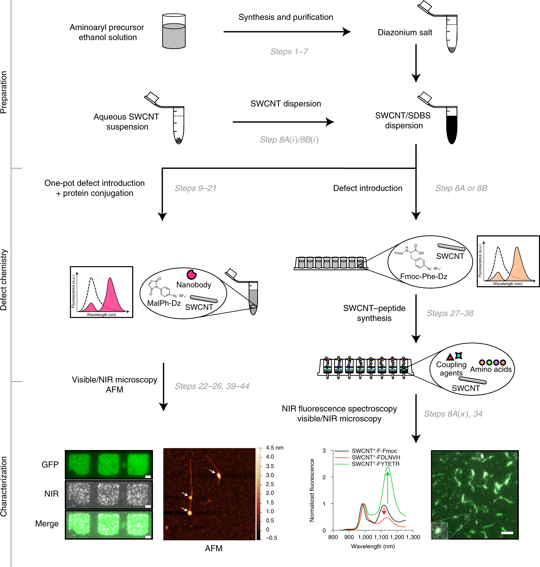 Fig. 2: Workflow of quantum defect incorporation and bioconjugation.