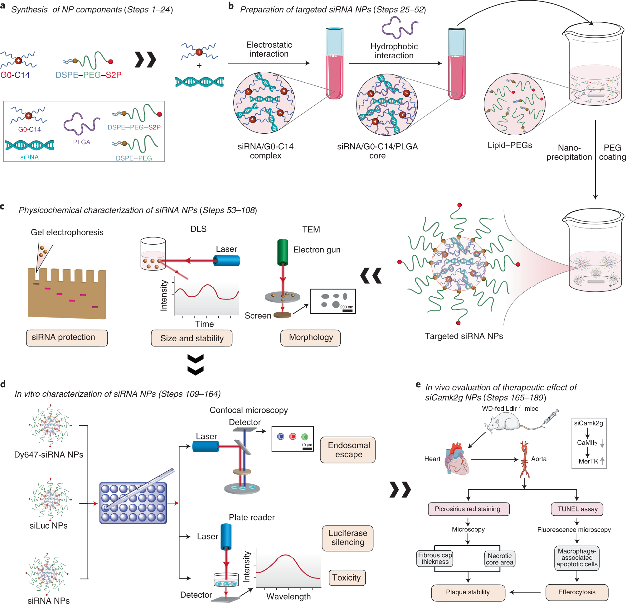 Fig. 2: Workflow of the protocol.
