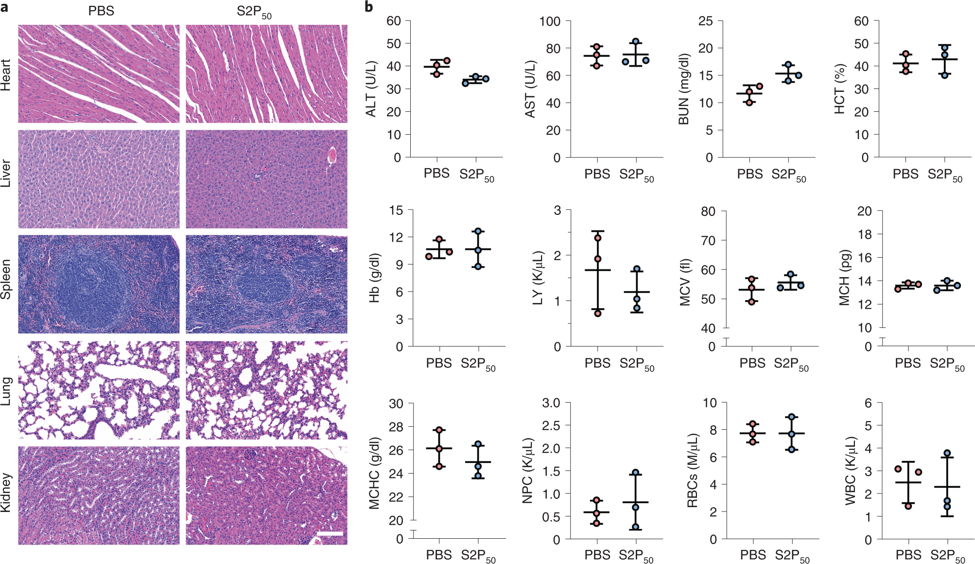 Fig. 6: In vivo toxicity assessment of siCamk2g NPs.