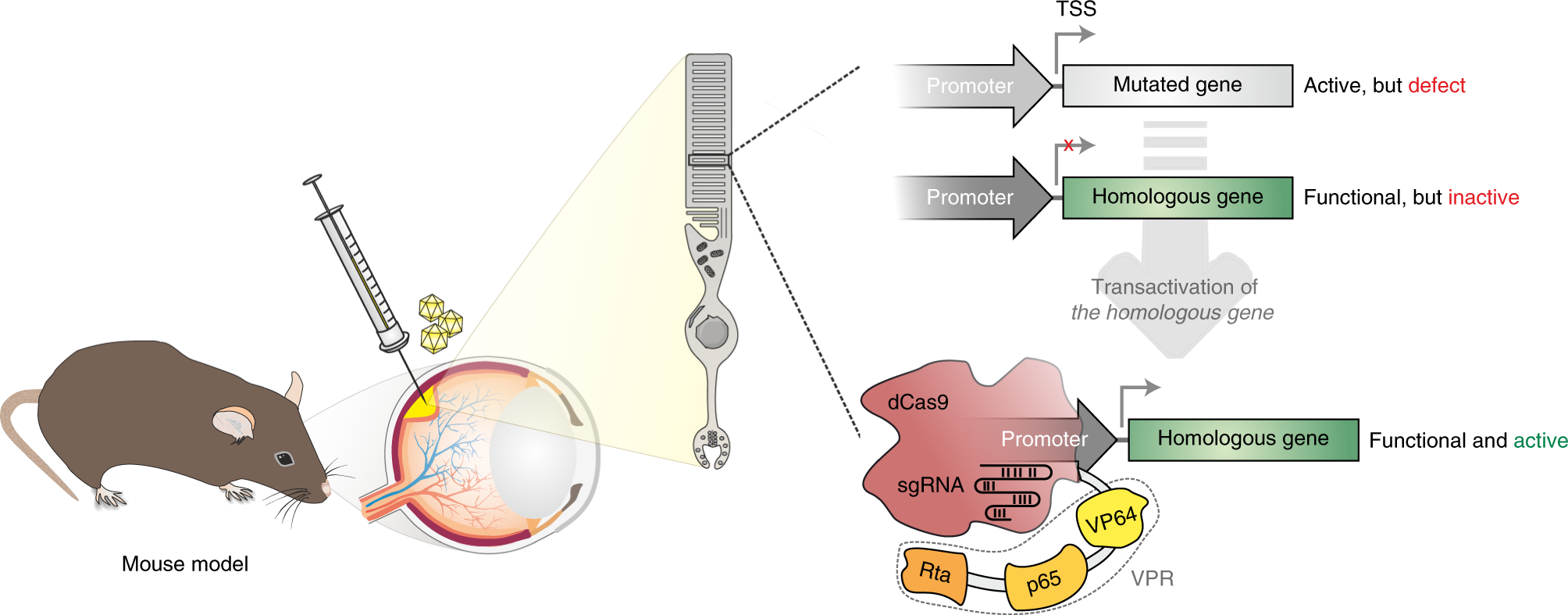 Fig. 1: dCas9-VPR–mediated transcriptional activation of a functionally equivalent gene in mouse photoreceptors.