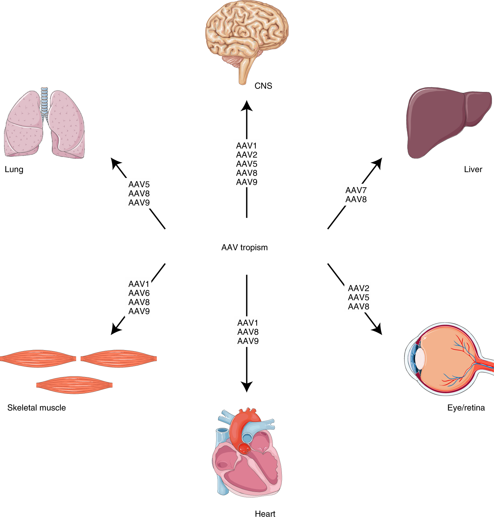 Fig. 3: AAV tropism for different tissues.