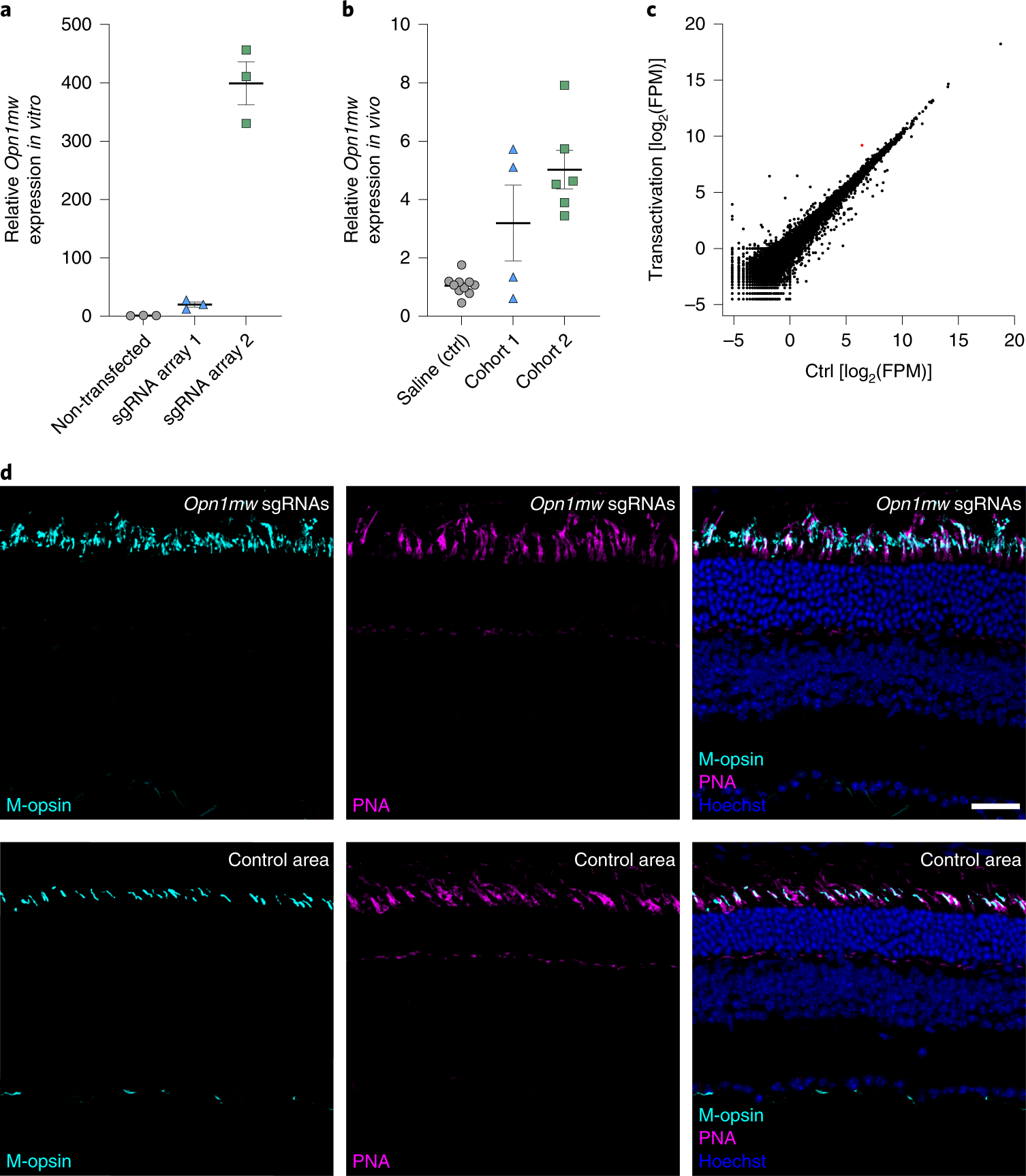 Fig. 5: Anticipated results for a transactivation gene therapy in vitro and in vivo.