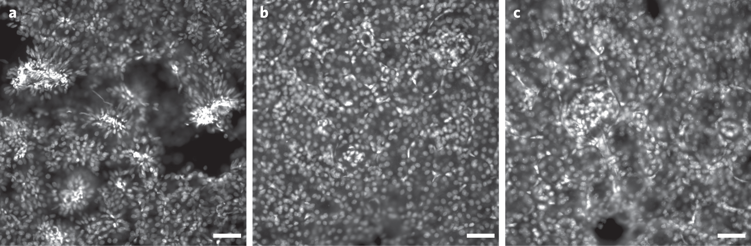 Fig. 10: Demonstration of expansion uniformity using a MAP-based protocol.