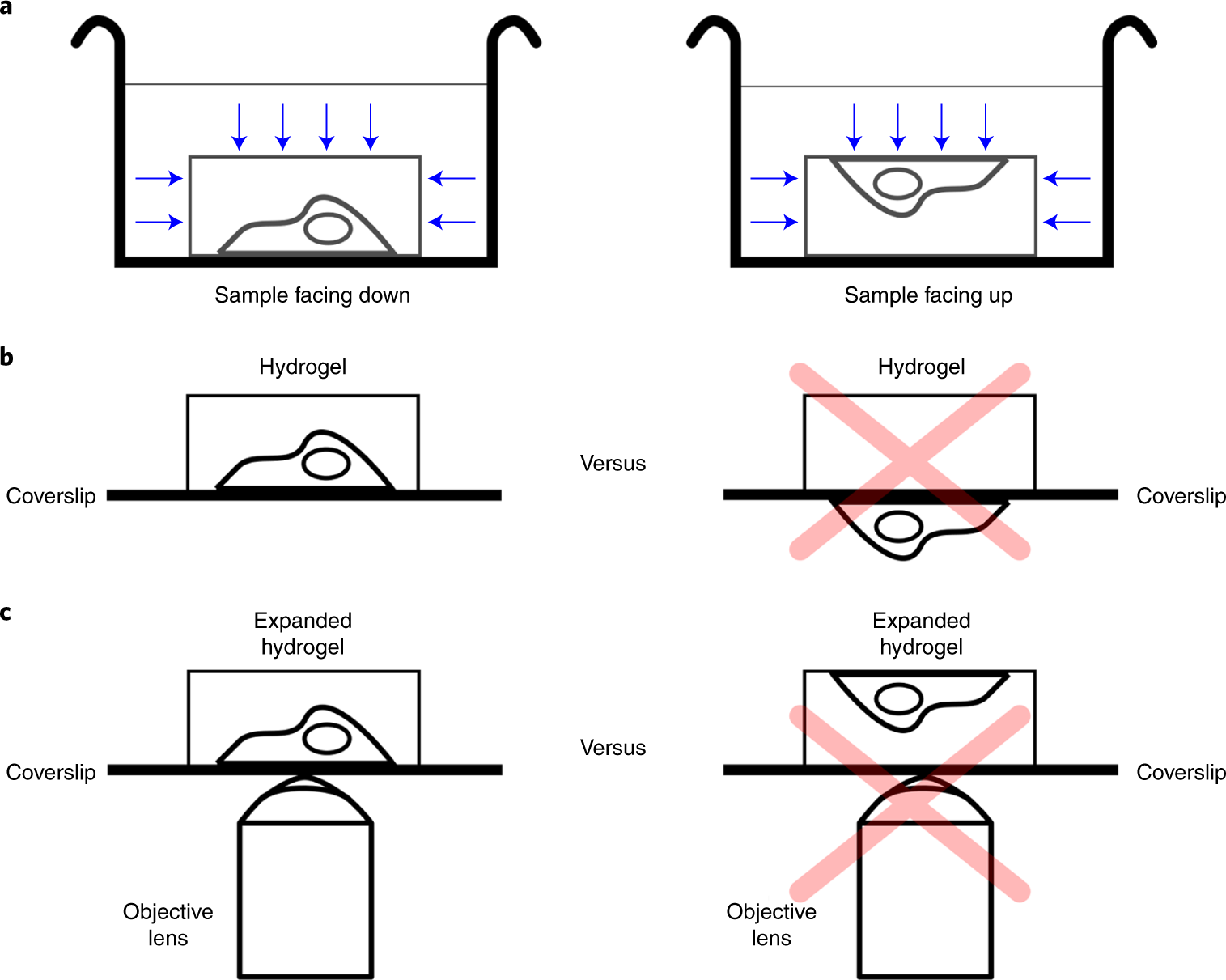 Fig. 11: Proper sample orientation during staining and image acquisition.