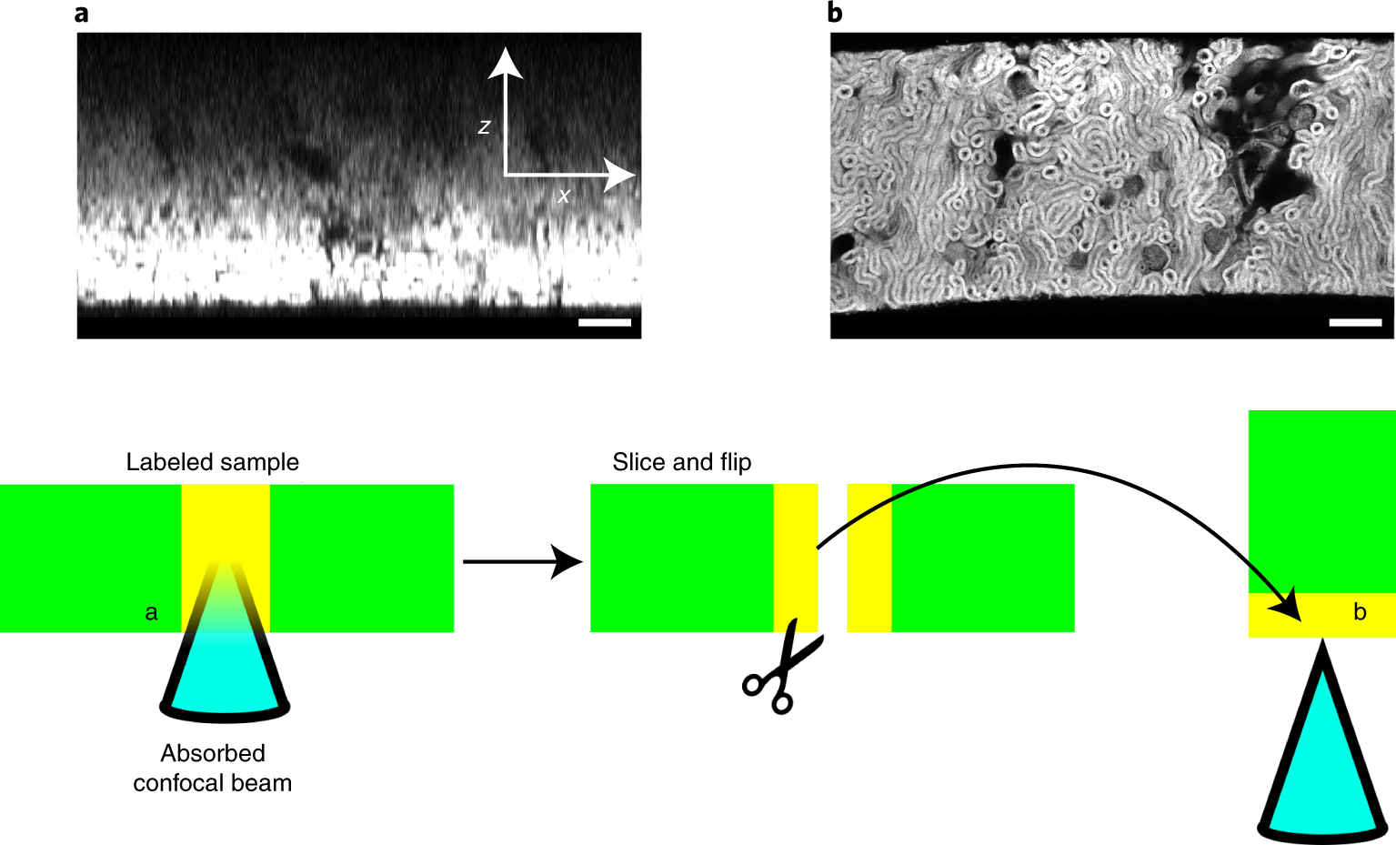 Fig. 12: Demonstration of the inner filter effect for densely labeled samples.