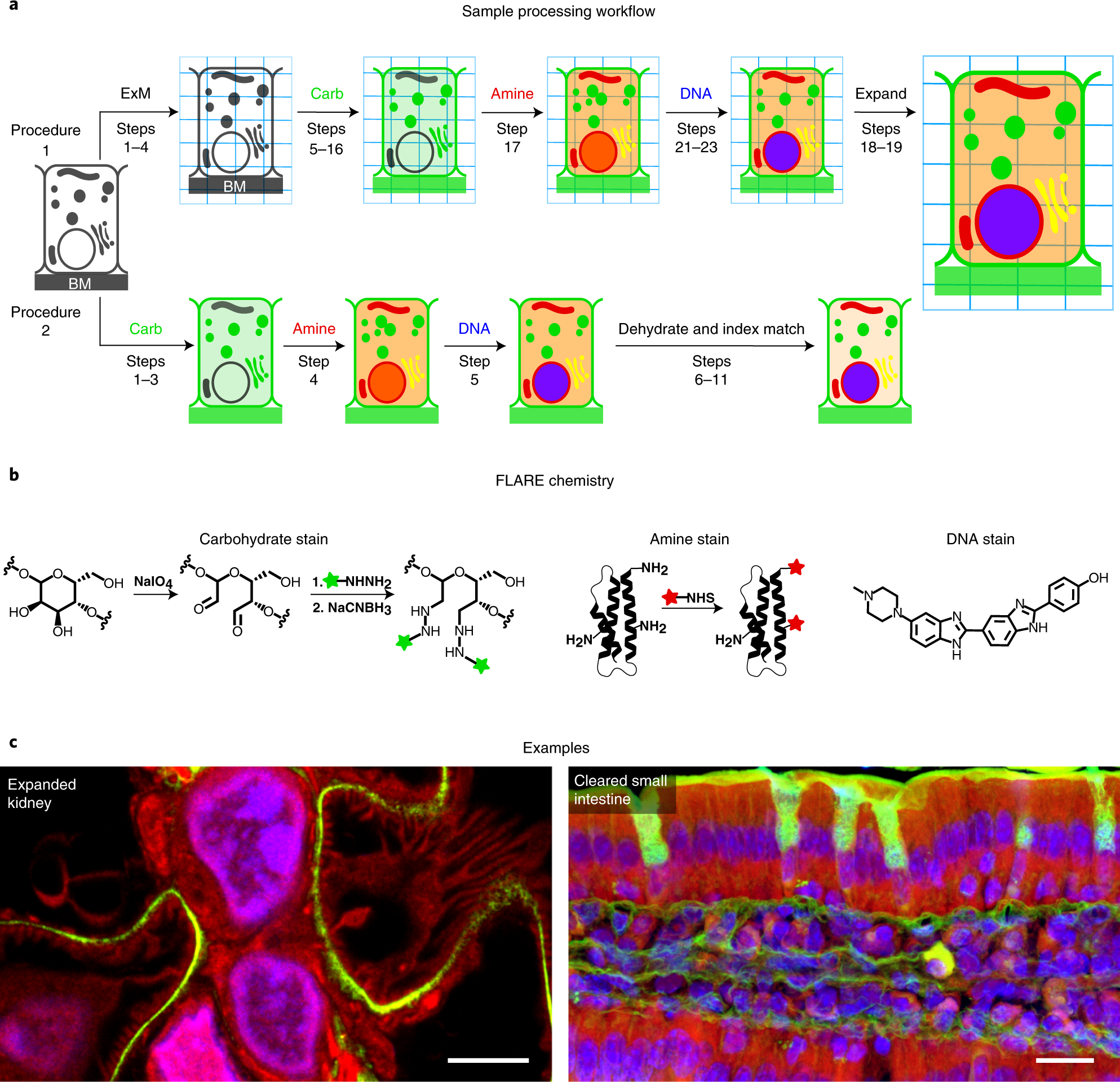 Fig. 1: Overview of FLARE for fluorescent labeling of biological samples.