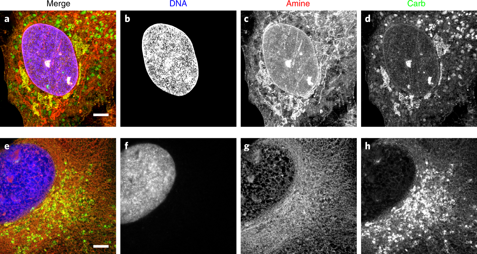 Fig. 3: Comparison of fixation conditions for expanded RPE cells stained by FLARE.