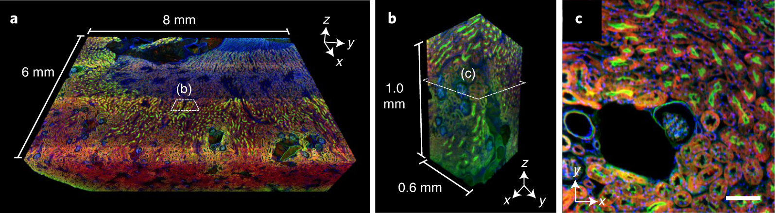 Fig. 8: FLARE labeling of ~1-mm-thick kidney tissue.