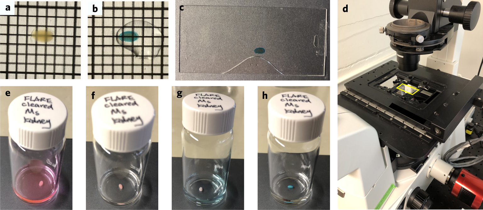 Fig. 9: A step-by-step illustration of the FLARE procedure for the optically cleared sample.