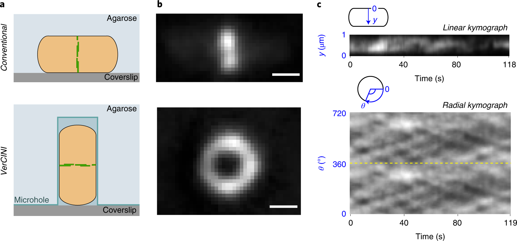 Fig. 1: Concept of VerCINI and comparison with conventional imaging of division protein dynamics.