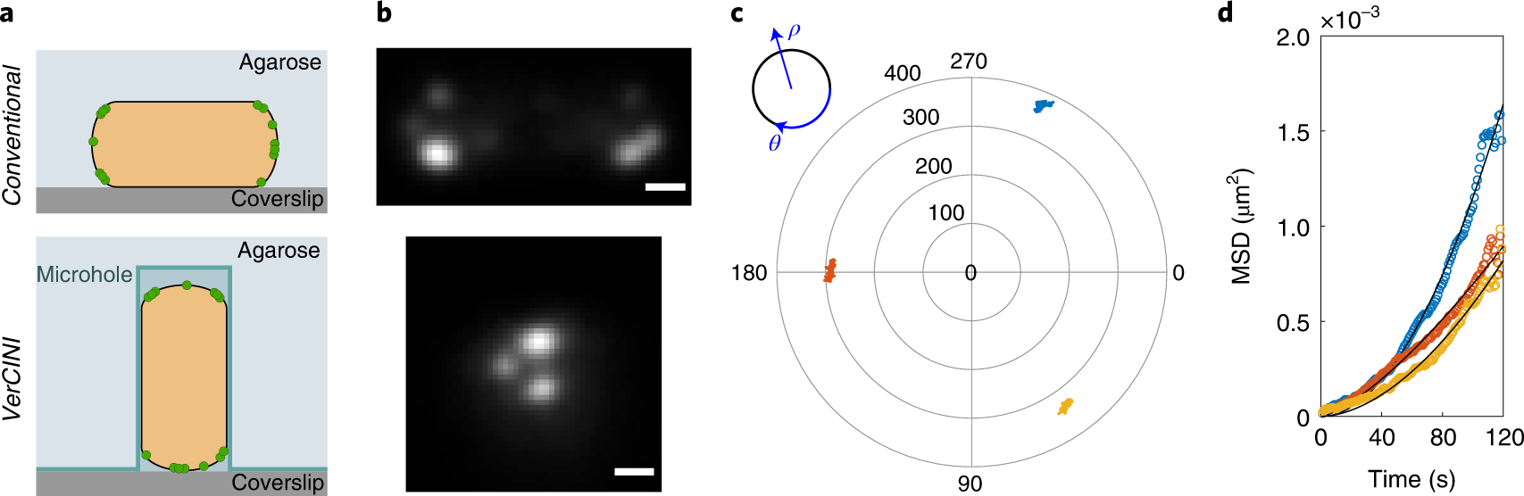 Fig. 2: Concept of VerCINI and demonstration to conventional imaging of polar protein dynamics.