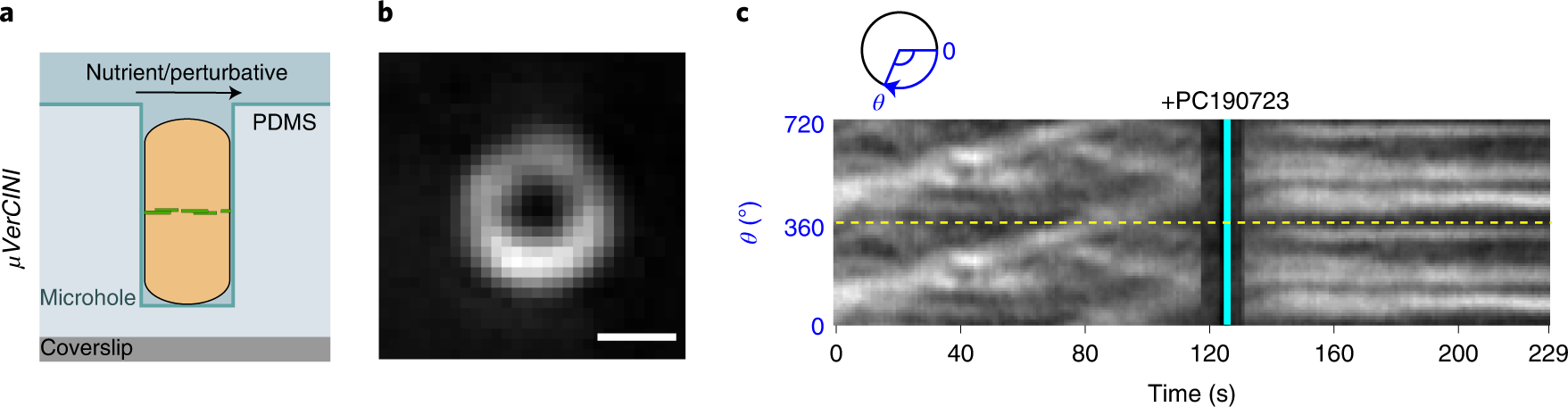 Fig. 3: Concept of μVerCINI and demonstration of imaging division protein dynamics during rapid antibiotic perturbation.