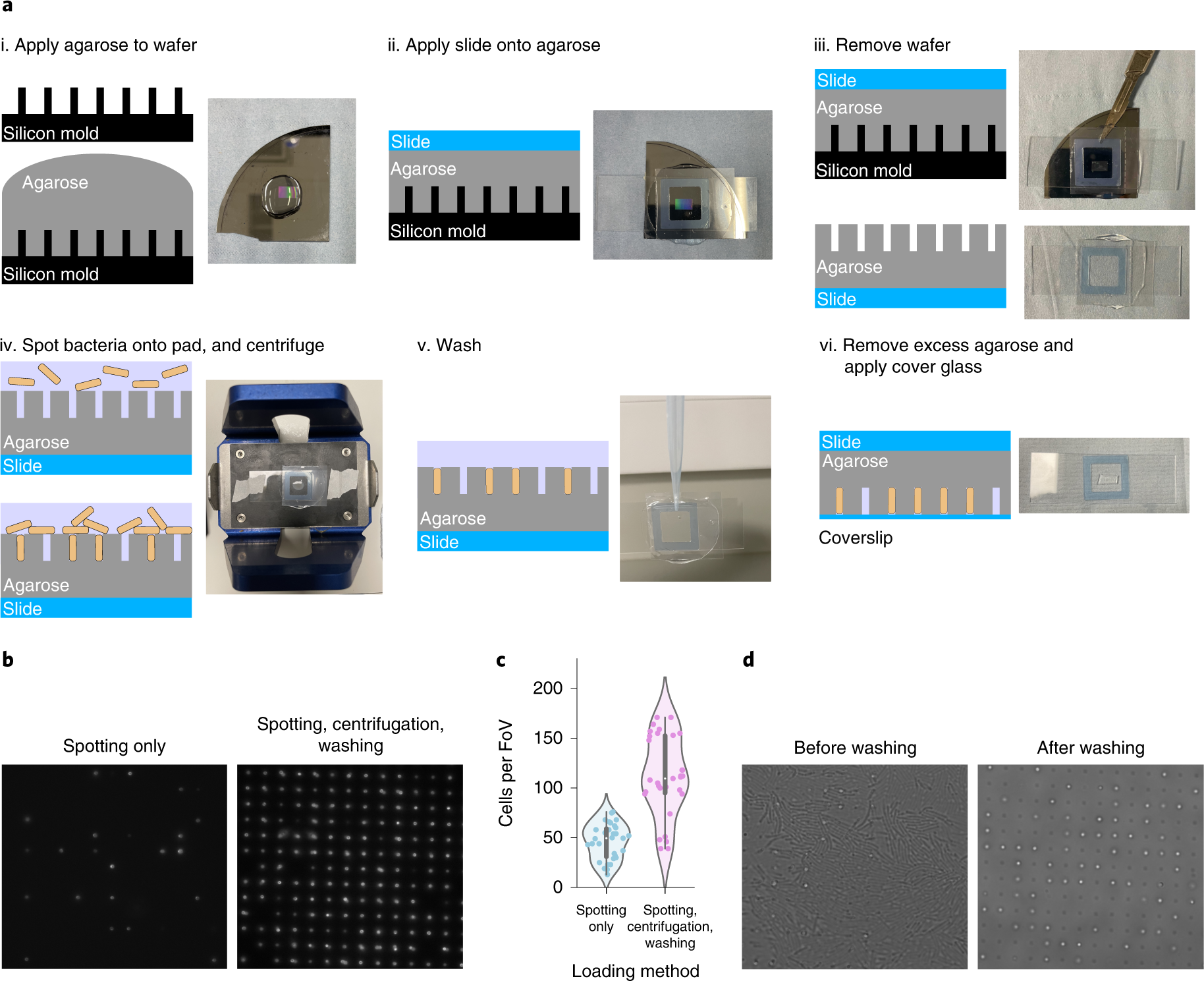 Fig. 6: Sample preparation for VerCINI.