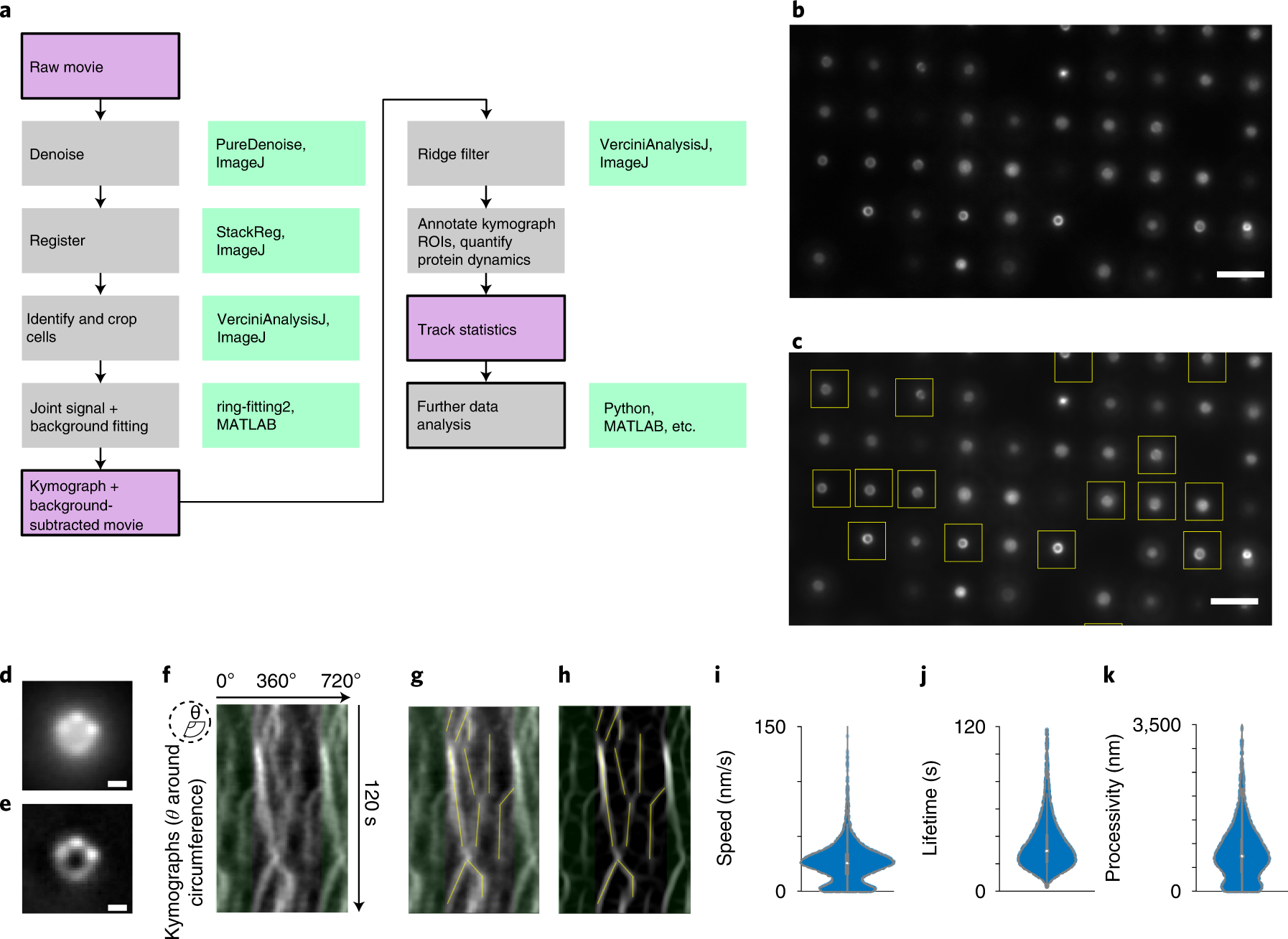 Fig. 8: Image processing and analysis for VerCINI and μVerCINI.