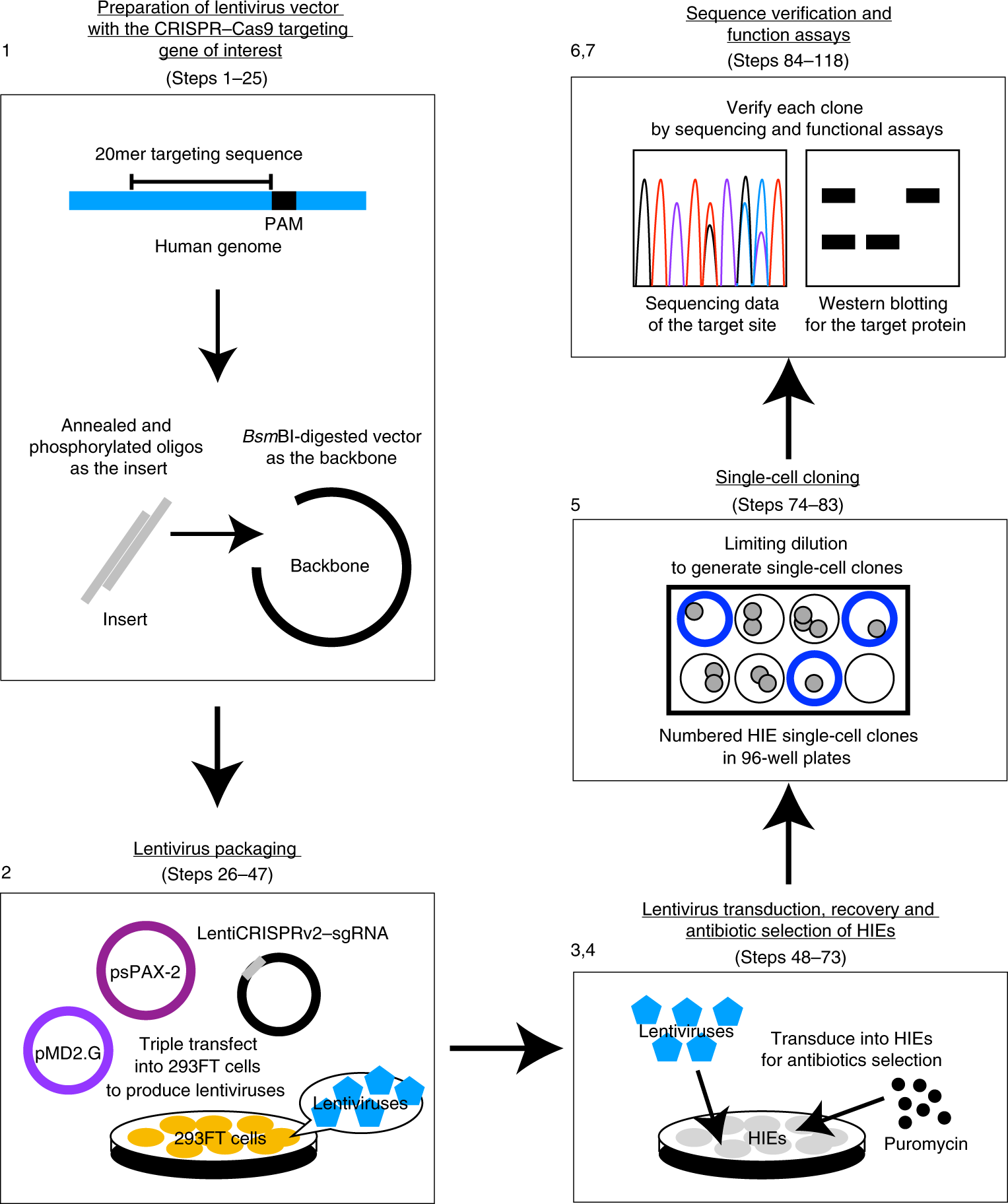 Fig. 1: The steps of lentivirus packaging and transduction.