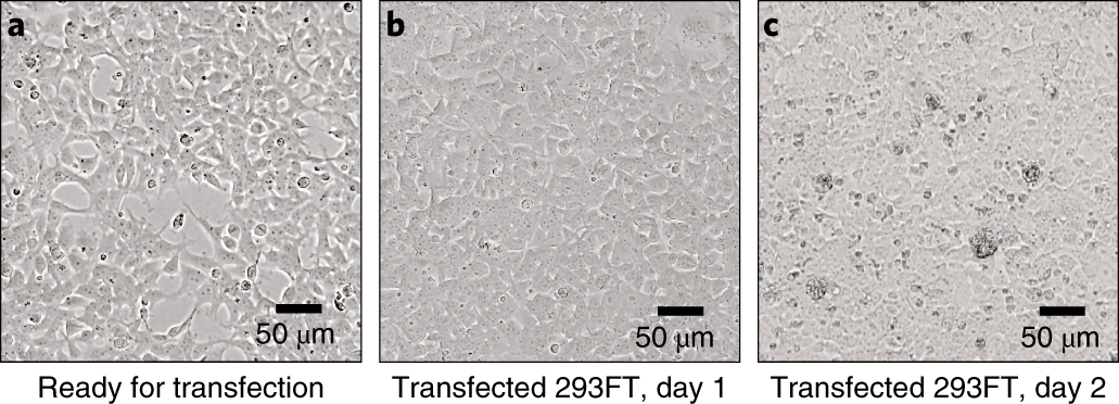 Fig. 2: The 293FT cells during lentivirus packaging.