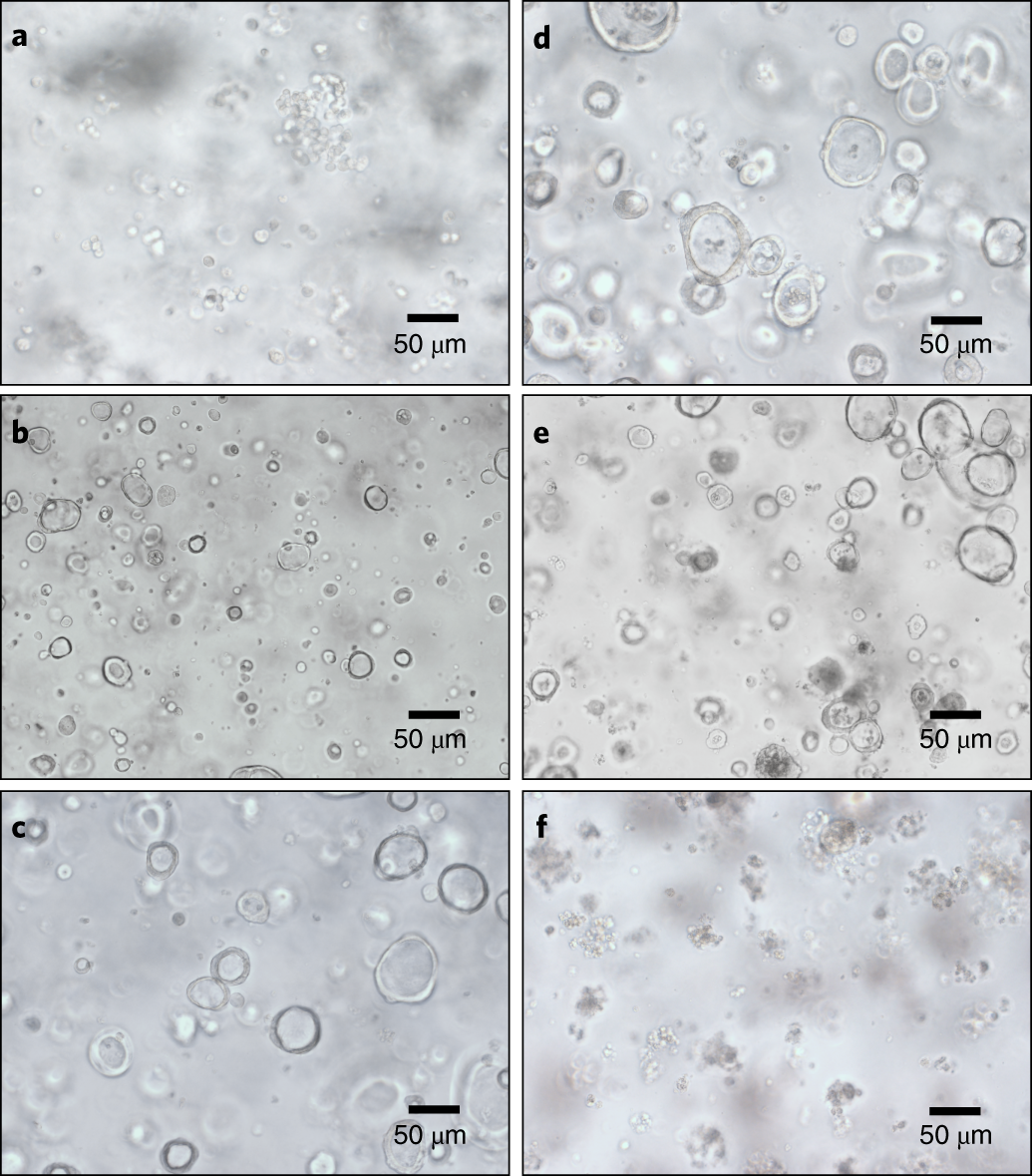 Fig. 3: HIE morphologies during transduction and puromycin selection.