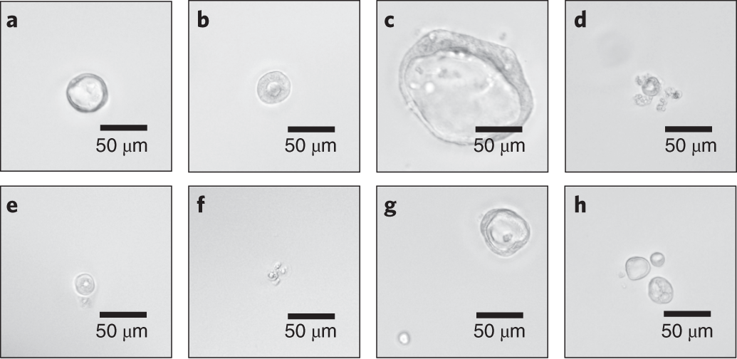 Fig. 4: The selection criteria for single-cell HIE clones.