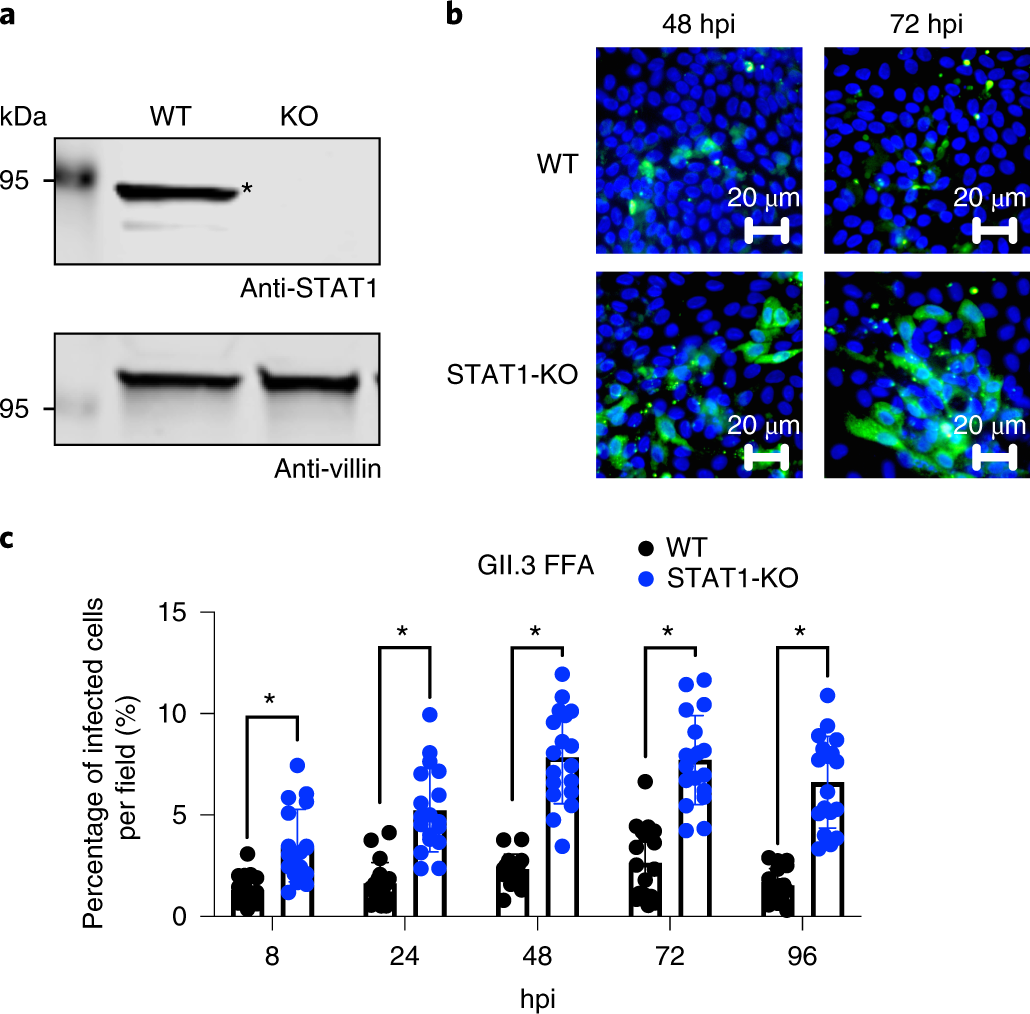 Fig. 6: STAT1-KO HIE cells are more susceptible to GII.3 infection.