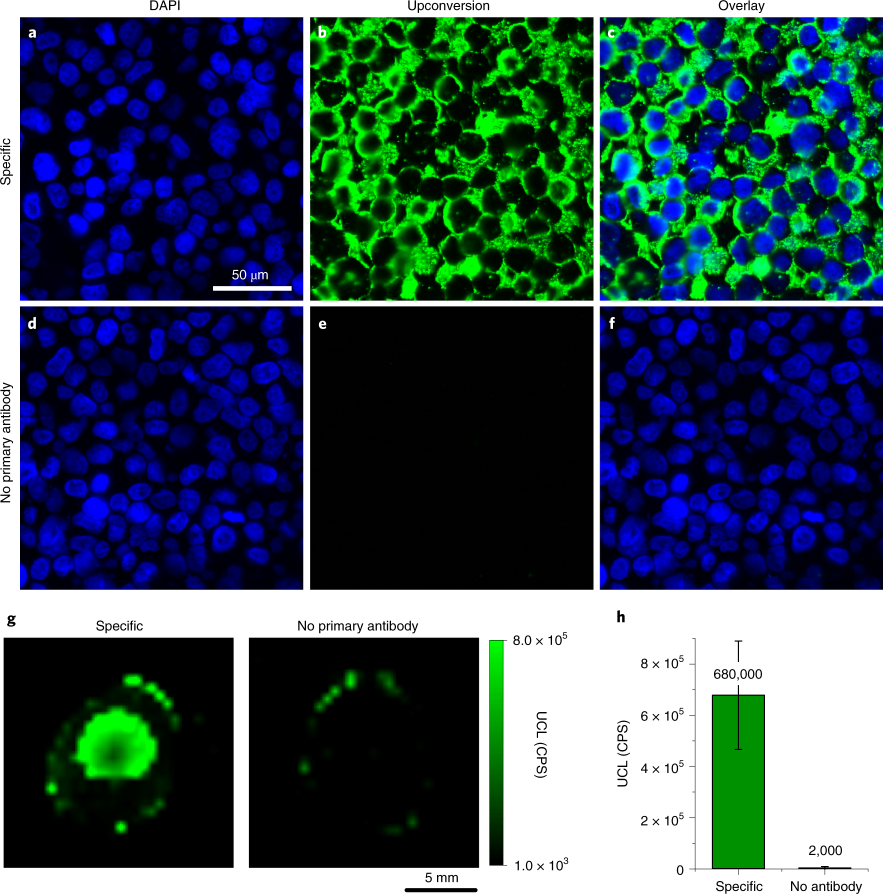 Fig. 11: ICC based on streptavidin–PEG–neridronate–UCNP labels.