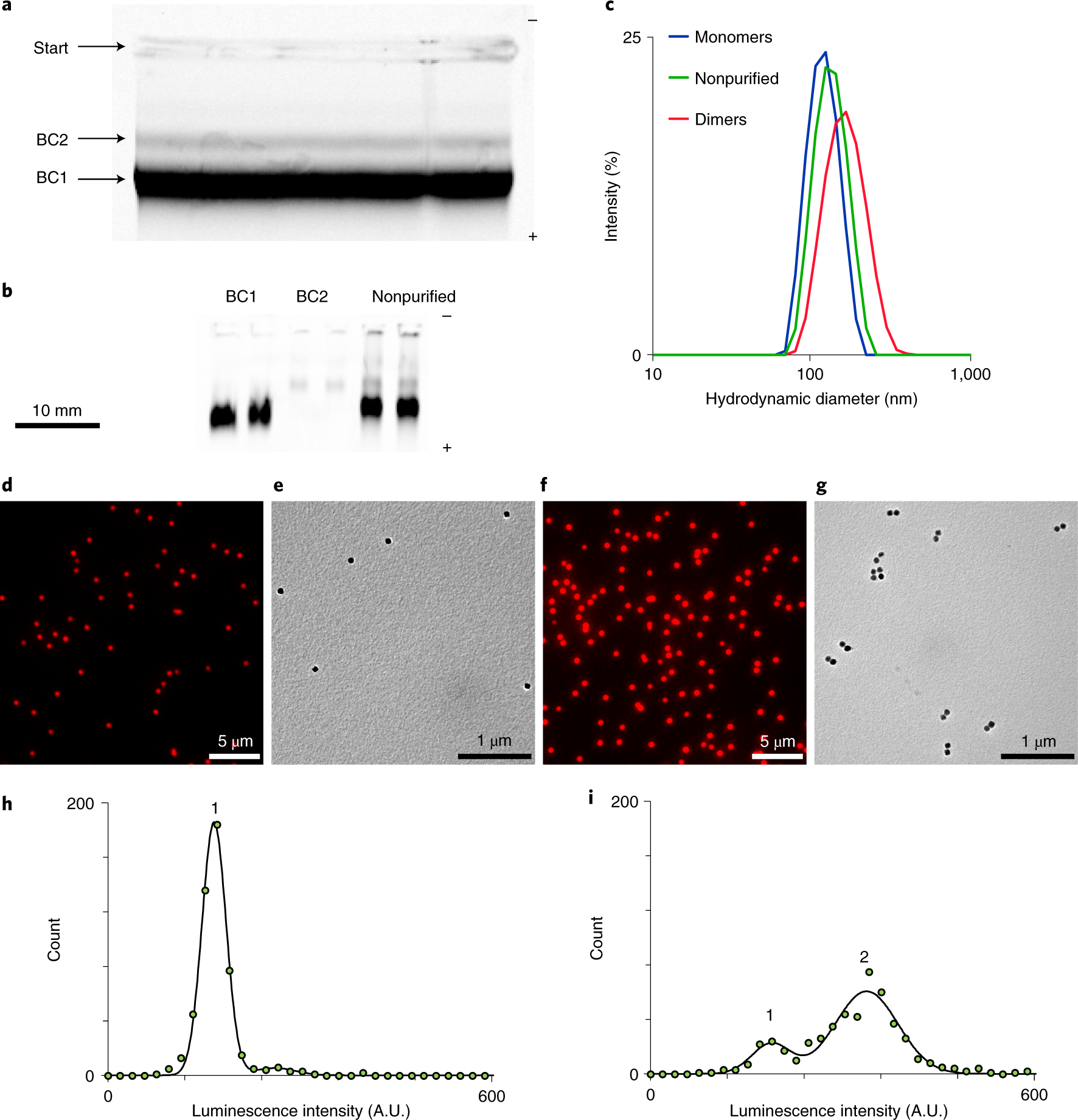 Fig. 2: Purification of protein-conjugated UCNPs and analysis of aggregation.