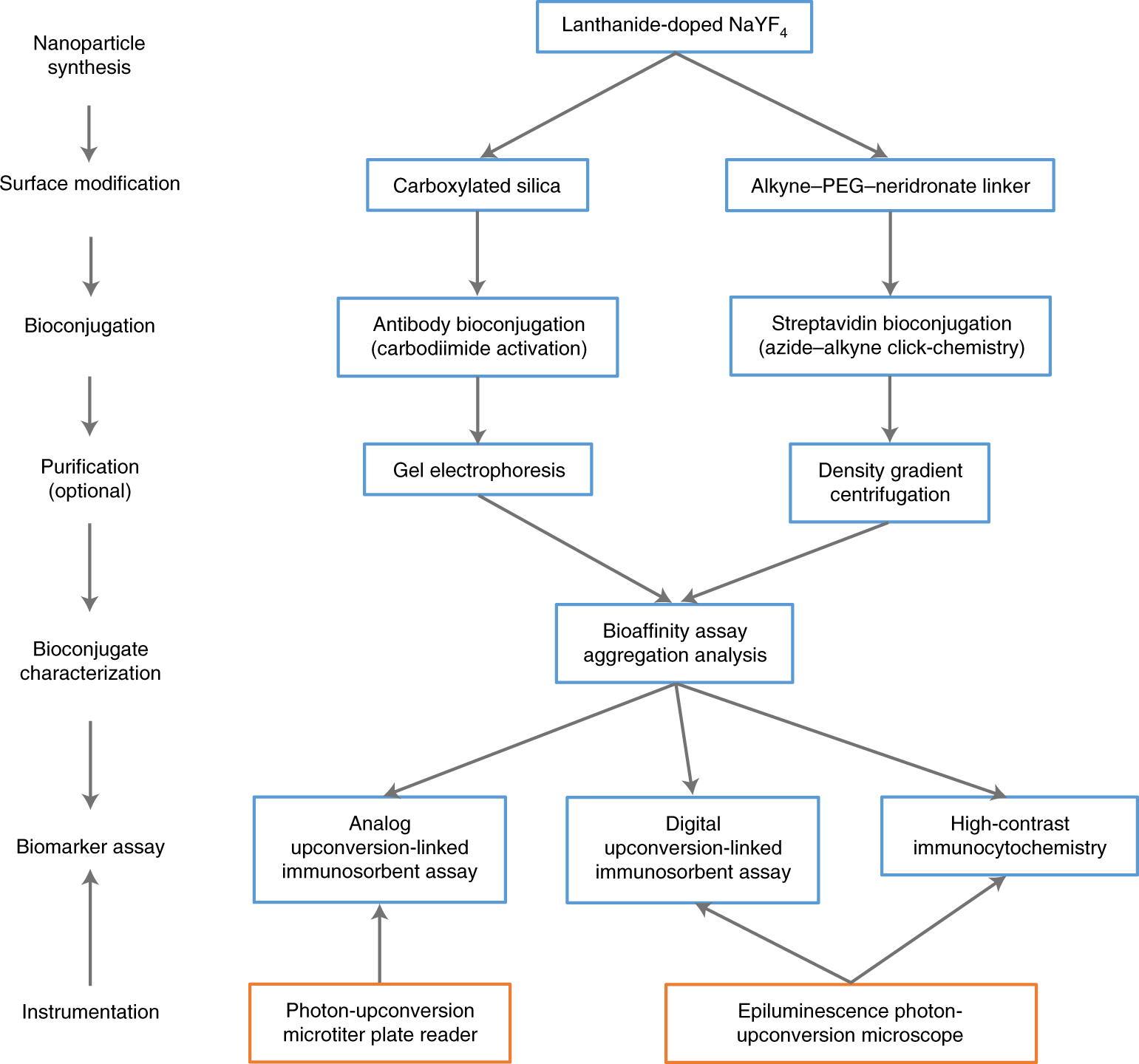 Fig. 3: Workflow of UCNPs synthesis for highly sensitive assays and imaging applications.