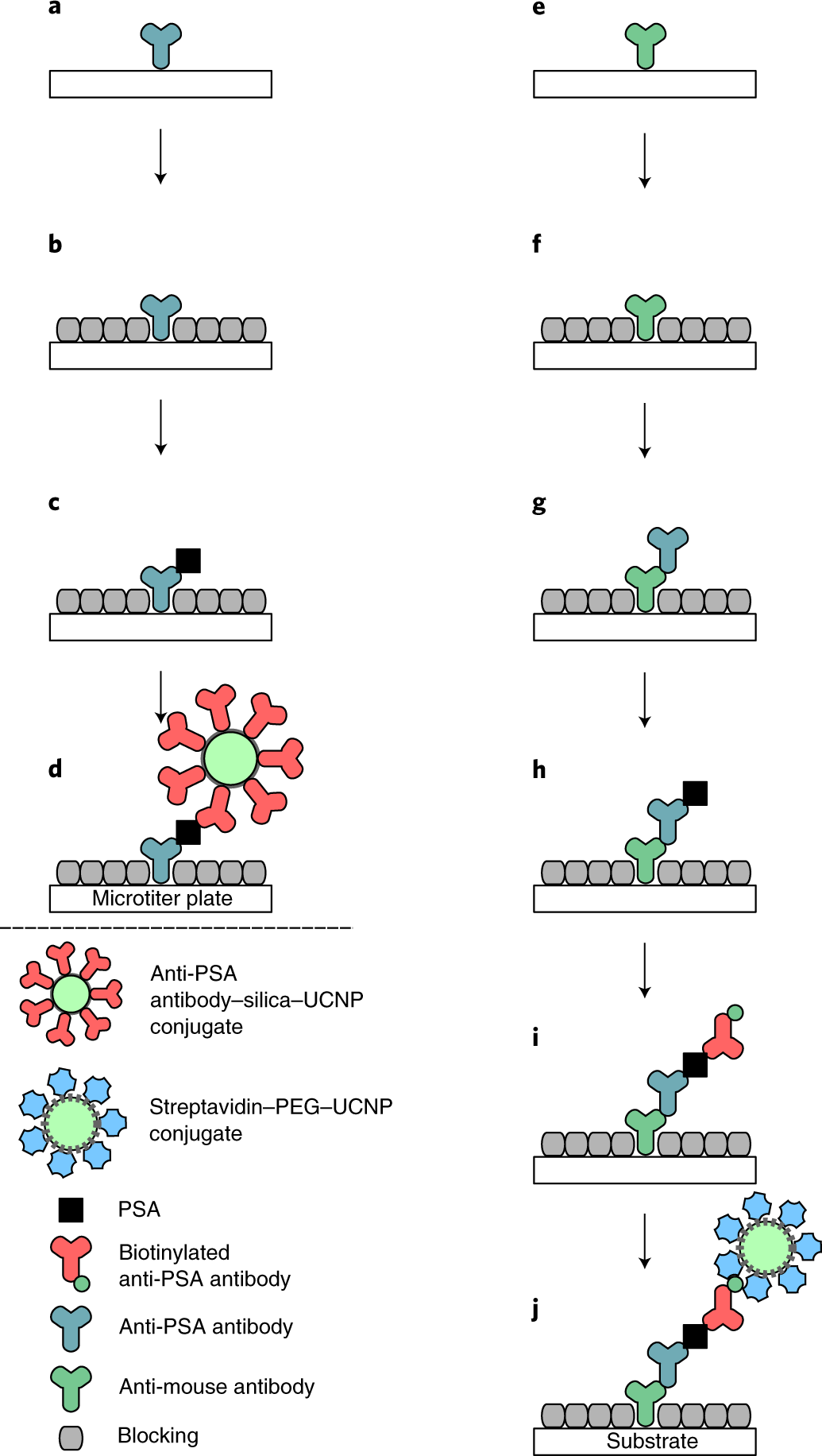 Fig. 4: Schemes of two ULISA procedures for the detection of the cancer marker PSA.