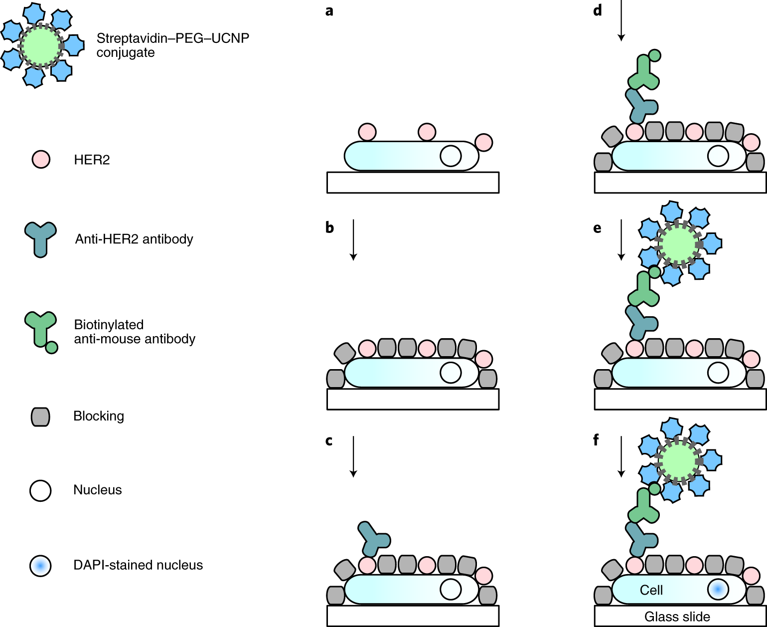 Fig. 5: Scheme of immunocytochemical labeling of HER2.