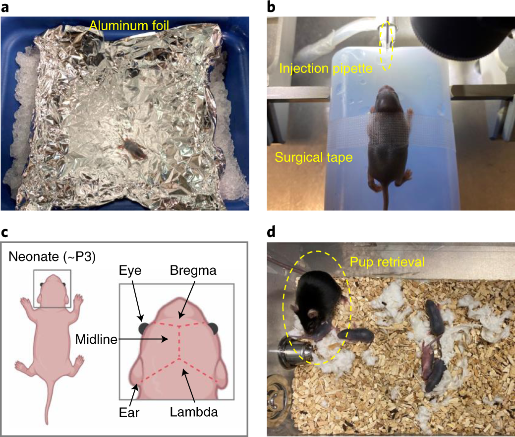 Fig. 6: Viral transduction procedures in neonatal mice.