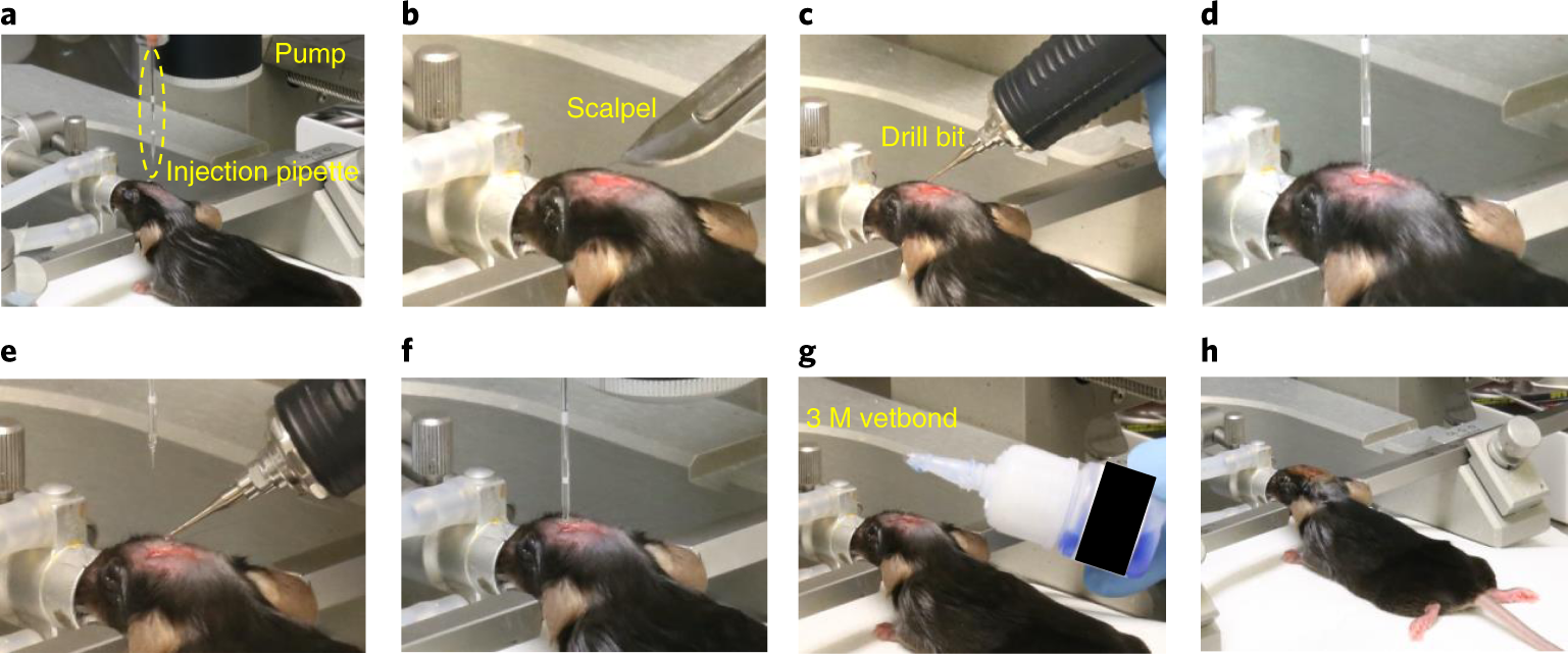 Fig. 7: Viral transduction procedures in adult mice.