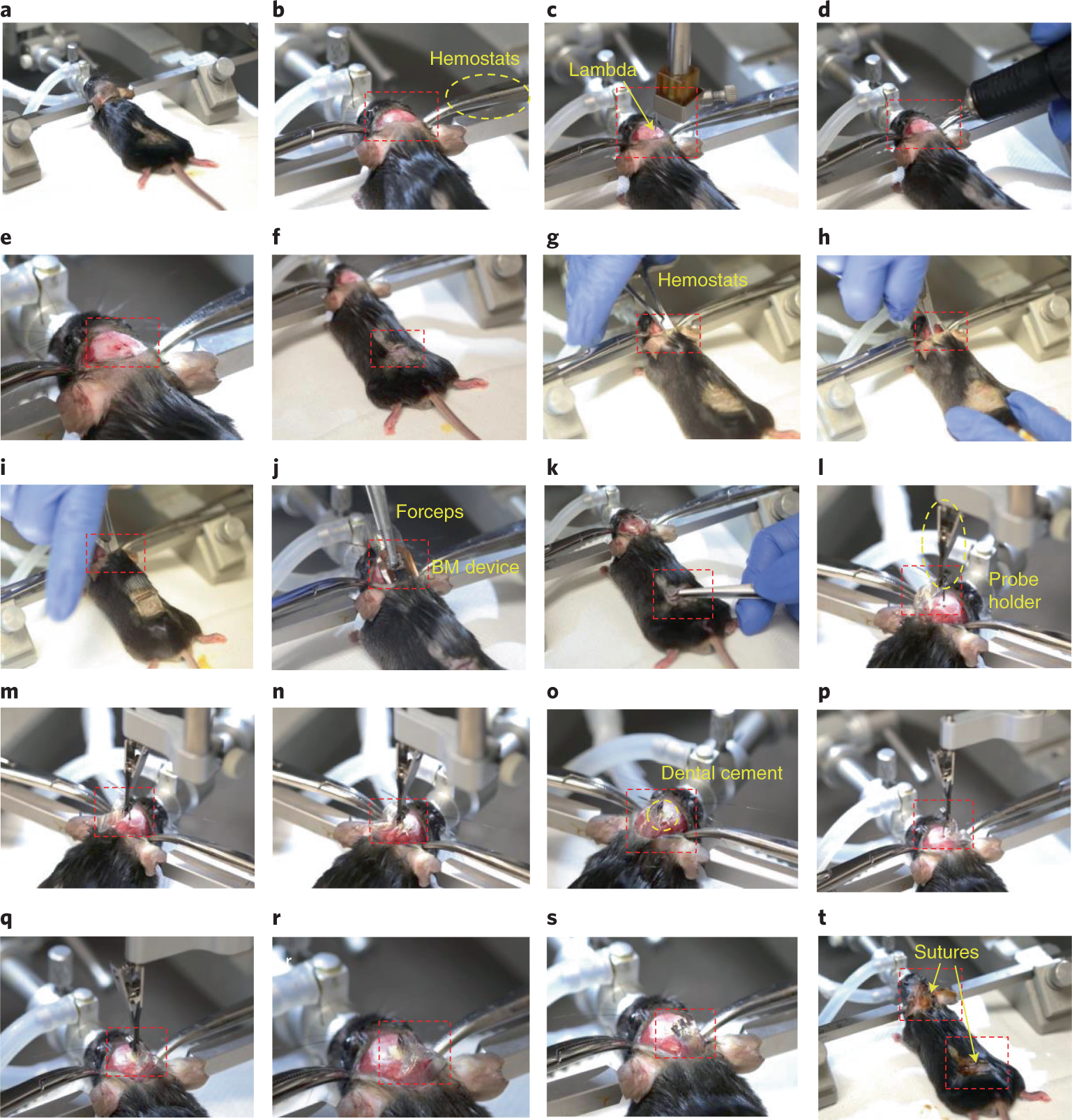 Fig. 9: Implantation procedures for BM devices in mice.