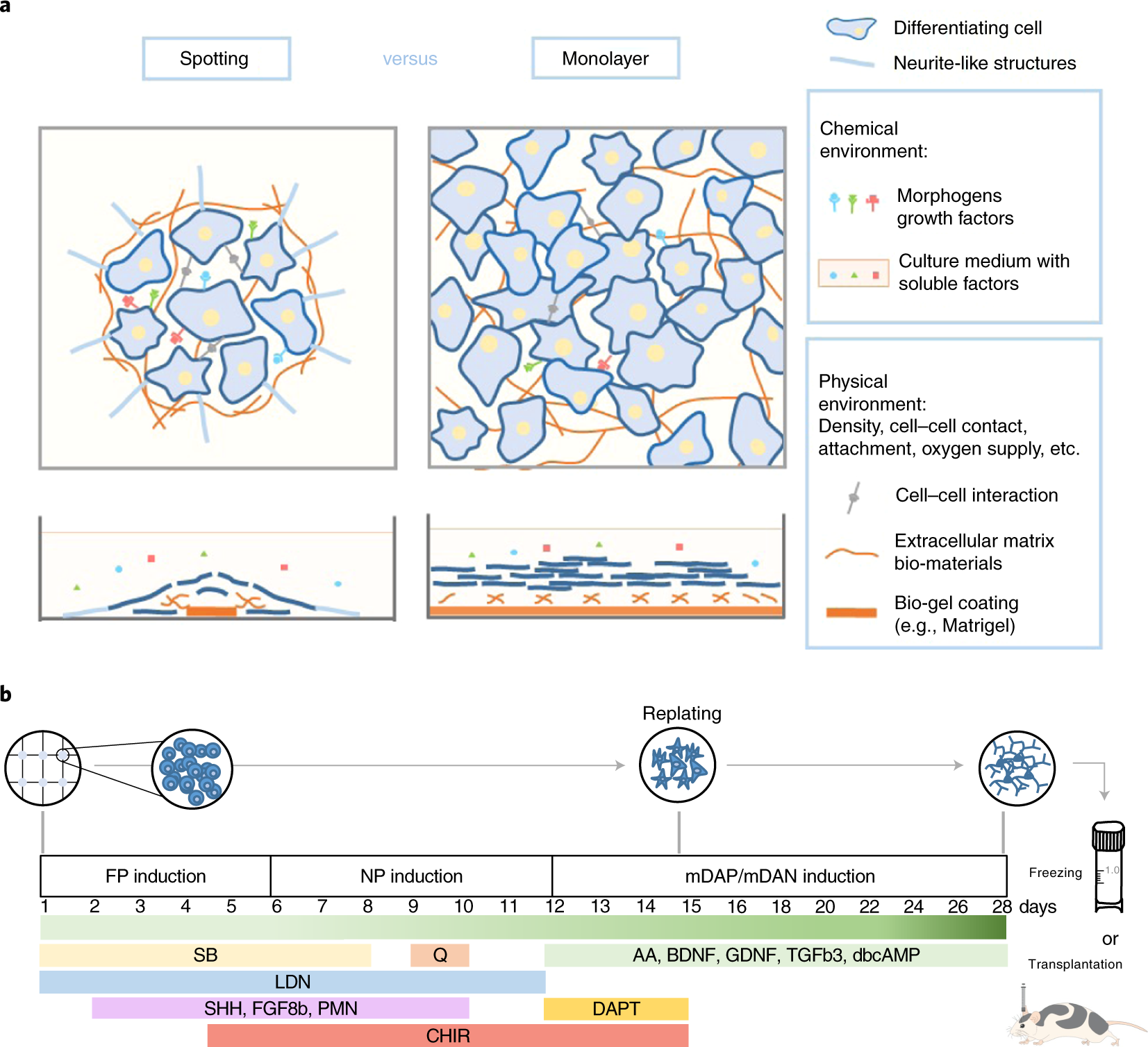 Fig. 1: Schematic overview of the spotting method for mDA differentiation from hPSCs.