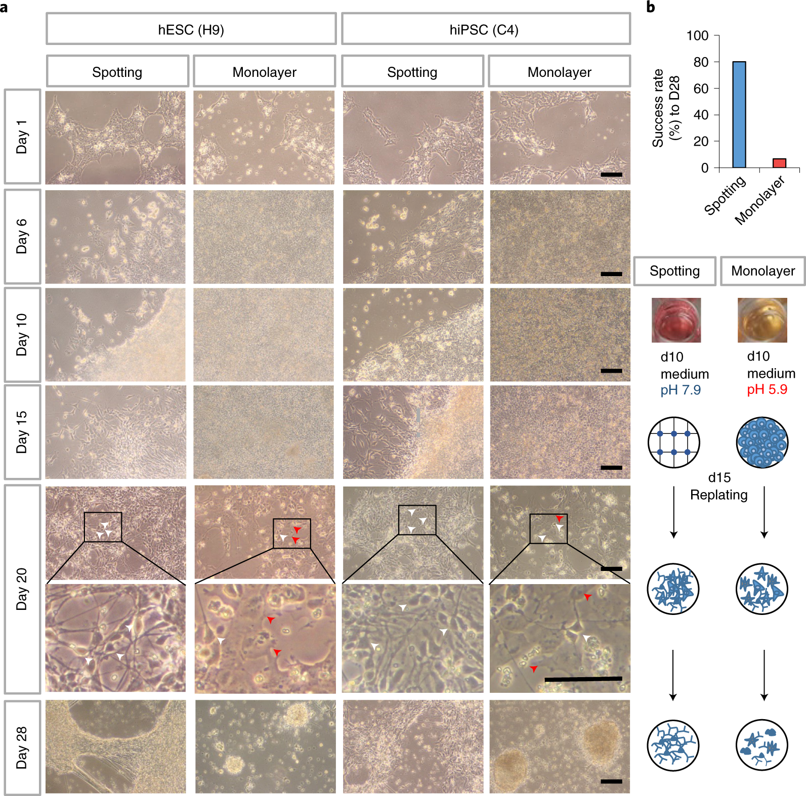 Fig. 2: Morphological changes in cells during the process of differentiation of mDA from hPSCs.