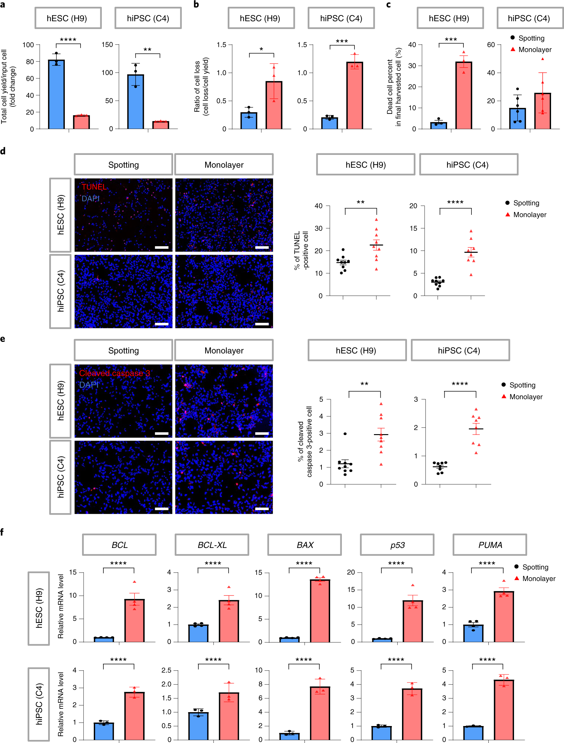 Fig. 3: Cells’ survival and yield during the mDA differentiation process: comparison between spotting and monolayer methods for H9 hESC and C4 hiPSC.