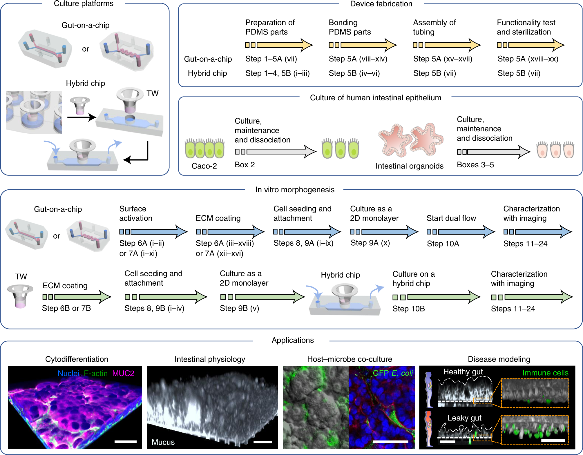 Fig. 1: A workflow to induce in vitro intestinal morphogenesis.