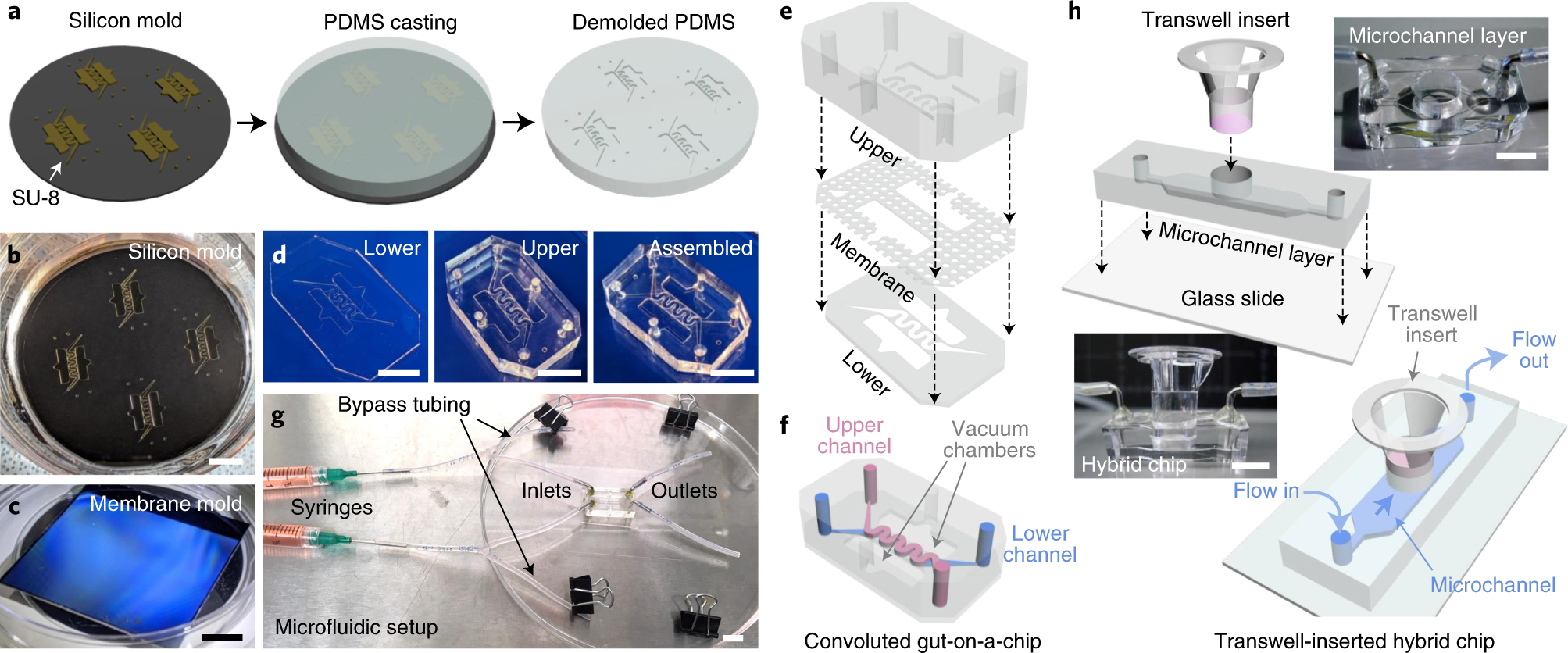 Fig. 2: The fabrication process of a gut-on-a-chip and a hybrid chip.