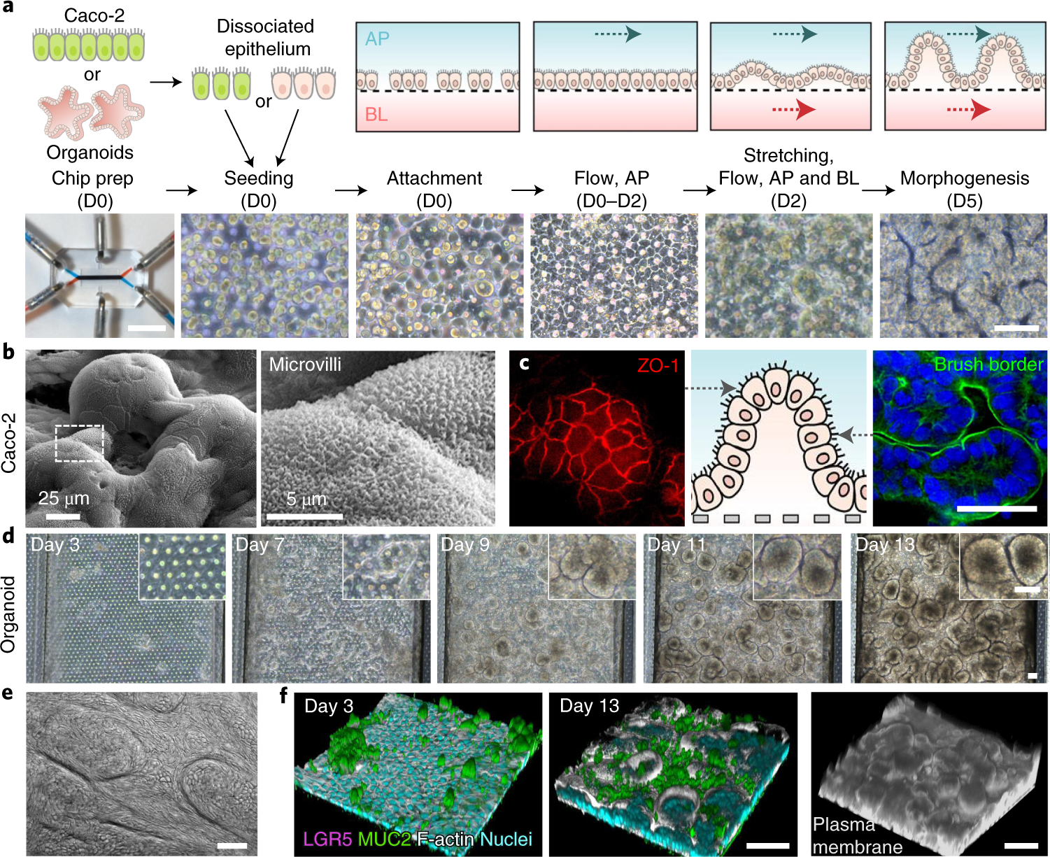 Fig. 3: Characterization of 3D epithelial morphogenesis in a gut-on-a-chip.