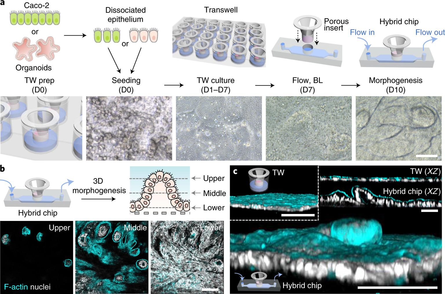 Fig. 4: Characterization of 3D epithelial morphogenesis in a Transwell-insertable hybrid chip.