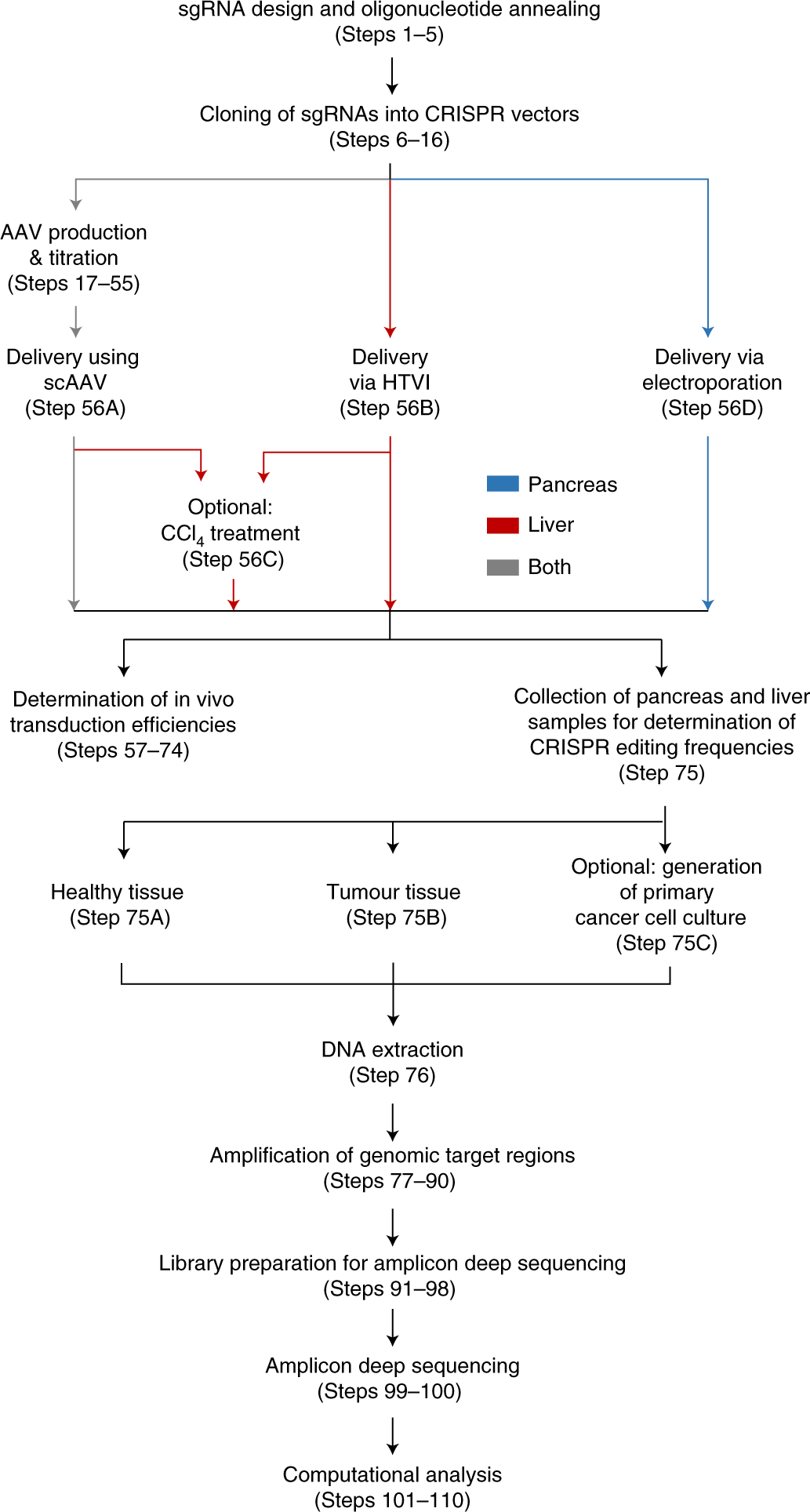 Fig. 1: Overview of workflows for somatic genome editing in the mouse liver and pancreas.
