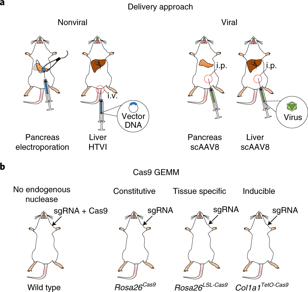 Fig. 2: Overview of CRISPR delivery approaches to the pancreas or liver and schemes of Cas9 GEMMs for somatic CRISPR engineering.