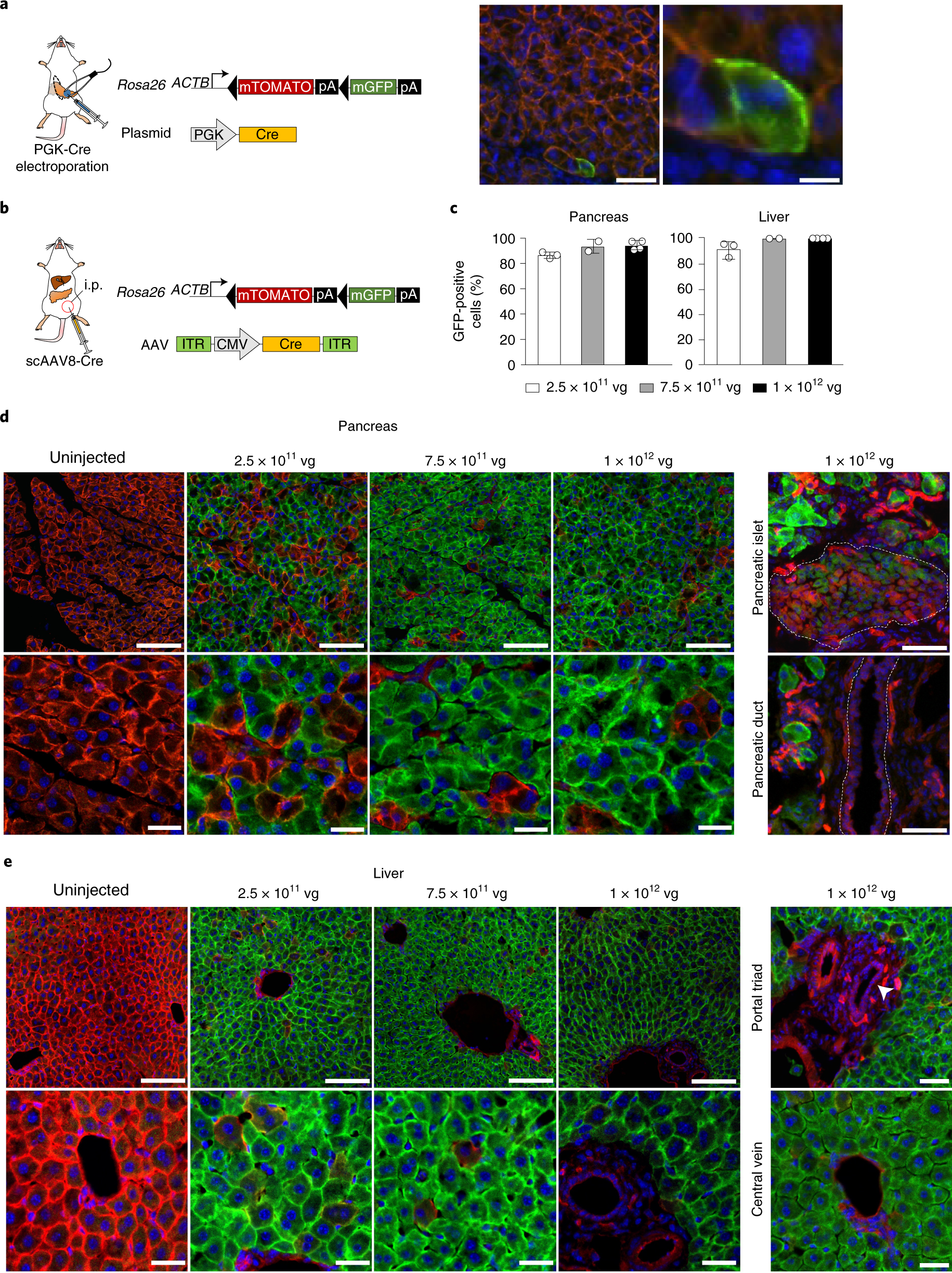 Fig. 4: Efficacy of viral and nonviral nucleic acid delivery methods for the pancreas and liver of mice.