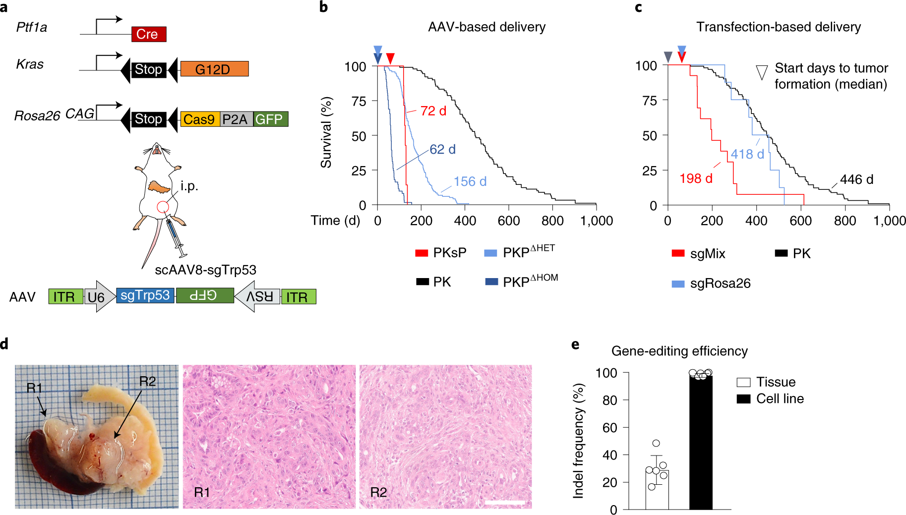 Fig. 6: Induction of pancreatic ductal adenocarcinoma (PDAC) through somatic genome engineering in mice.