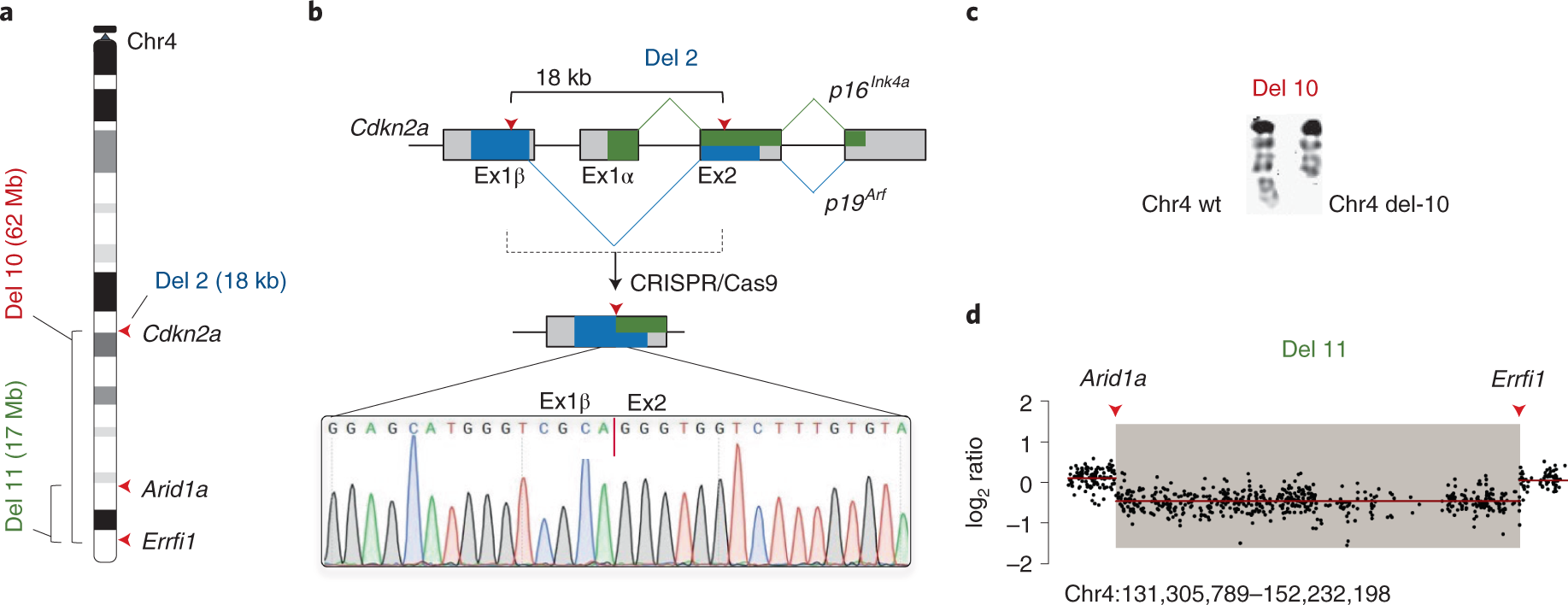 Fig. 7: Intrachromosomal rearrangements induced by somatic CRISPR–Cas9 multiplexing in the mouse liver by using HTVI.