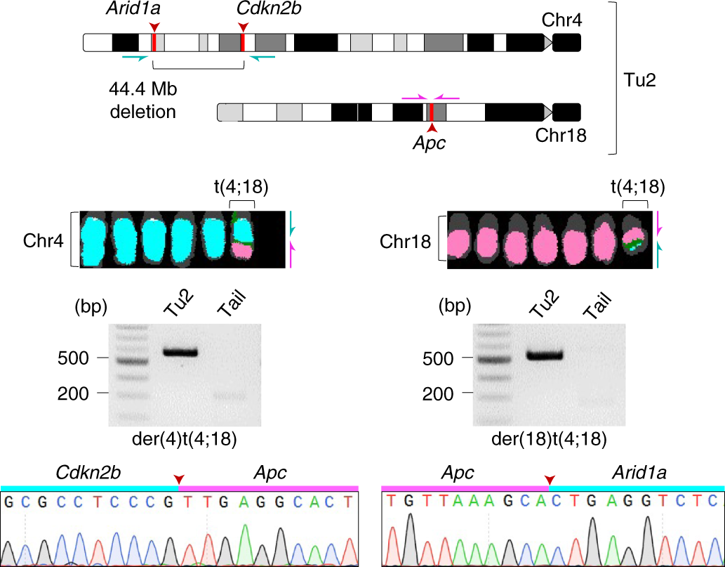 Fig. 8: Interchromosomal rearrangements induced by CRISPR–Cas9 multiplexing in the pancreas.