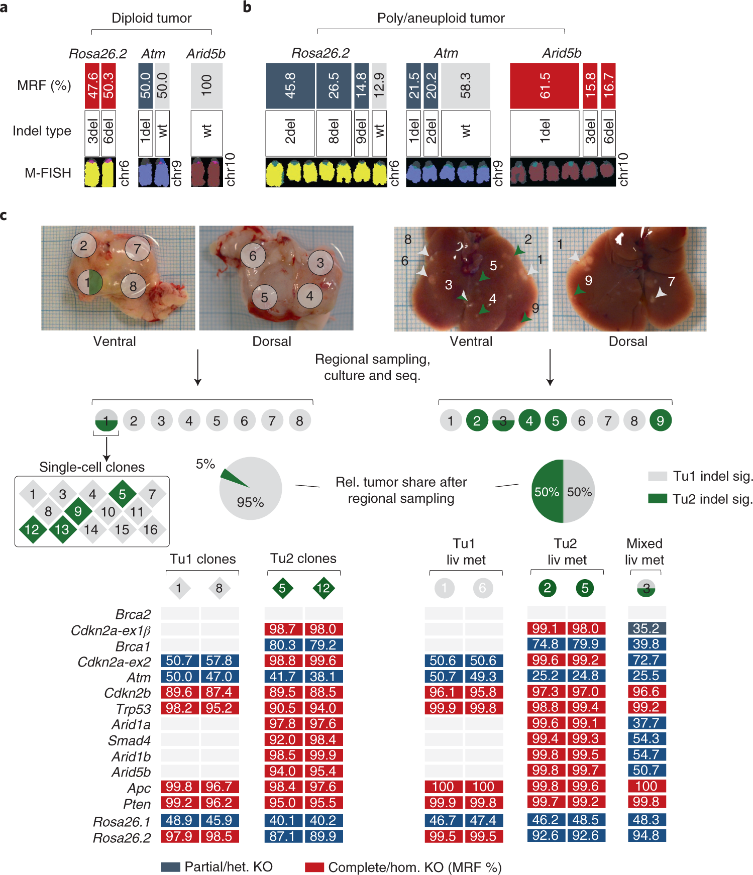 Fig. 9: Mutational analysis of CRISPR-edited tumors and corresponding cell lines.