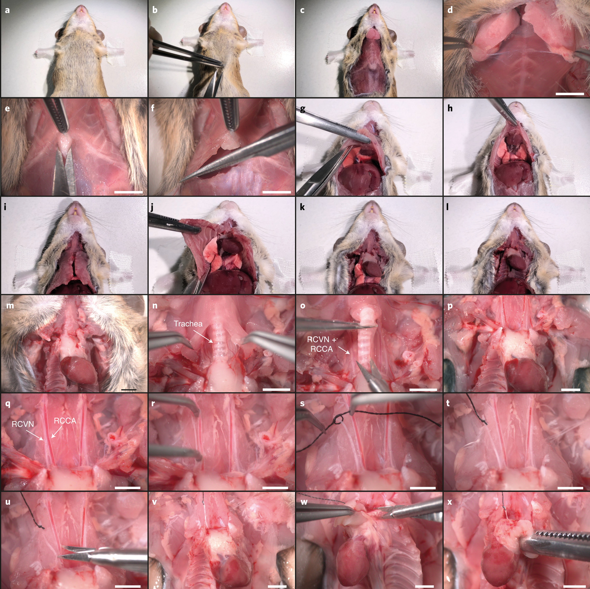 Fig. 5: VN preparation and heart isolation.