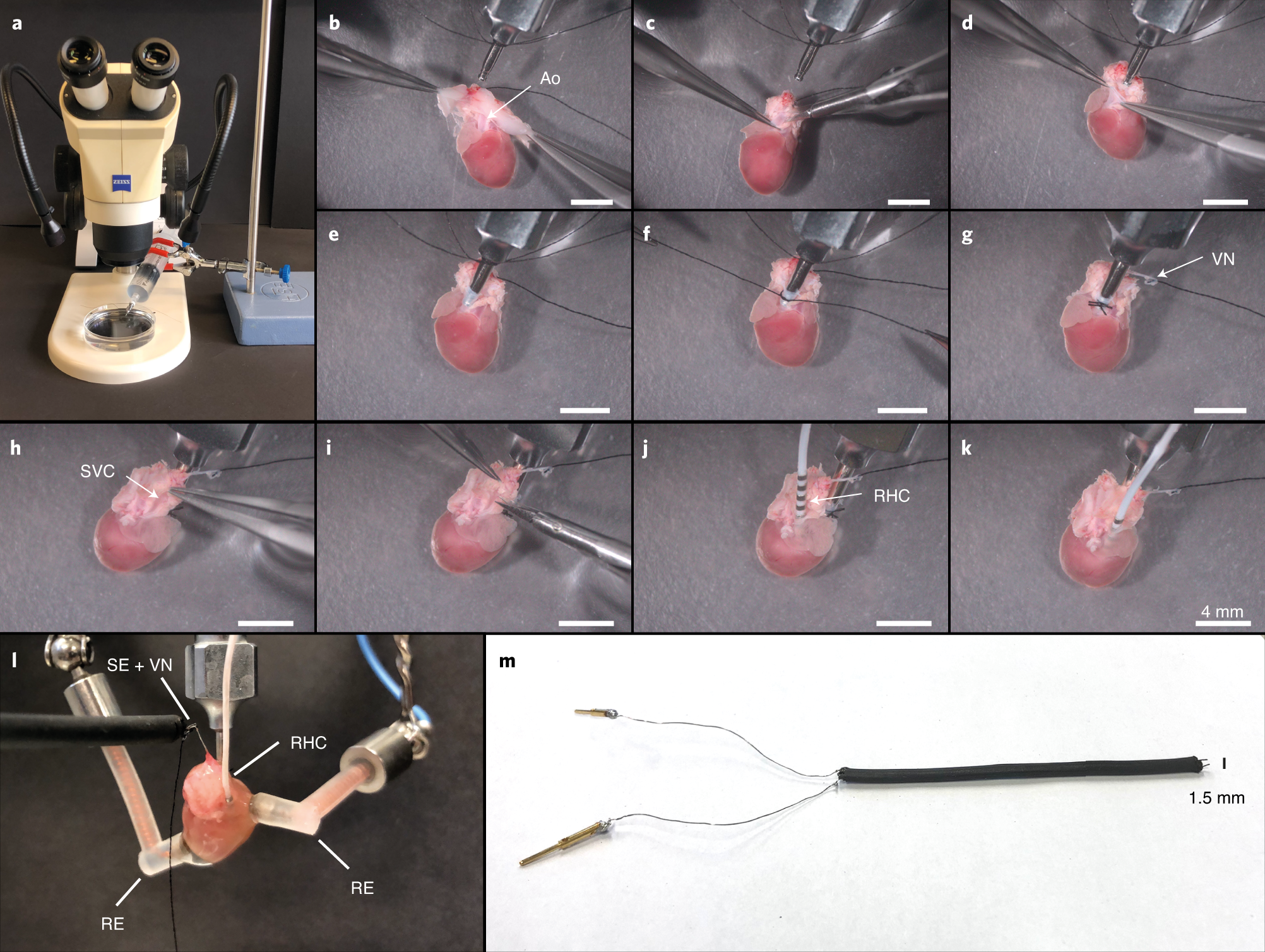 Fig. 6: Combined VNS, surface and intracardiac ECG recording on an isolated mouse heart.