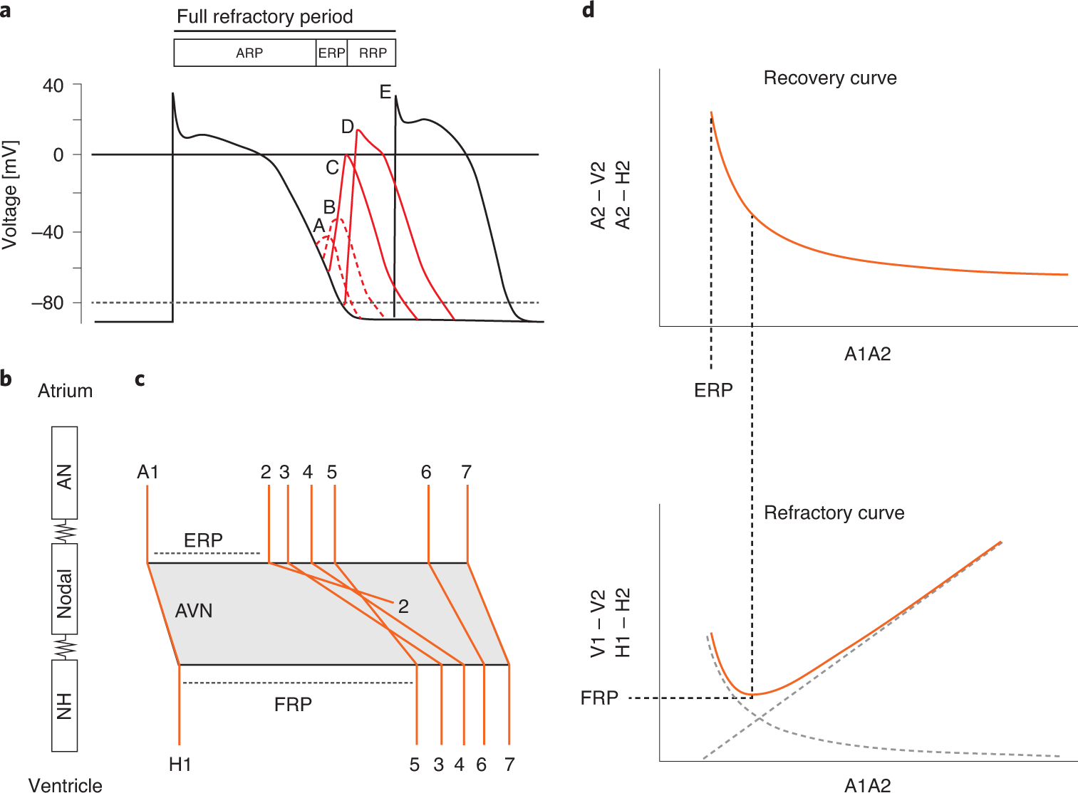 Fig. 9: Determination of refractory periods.